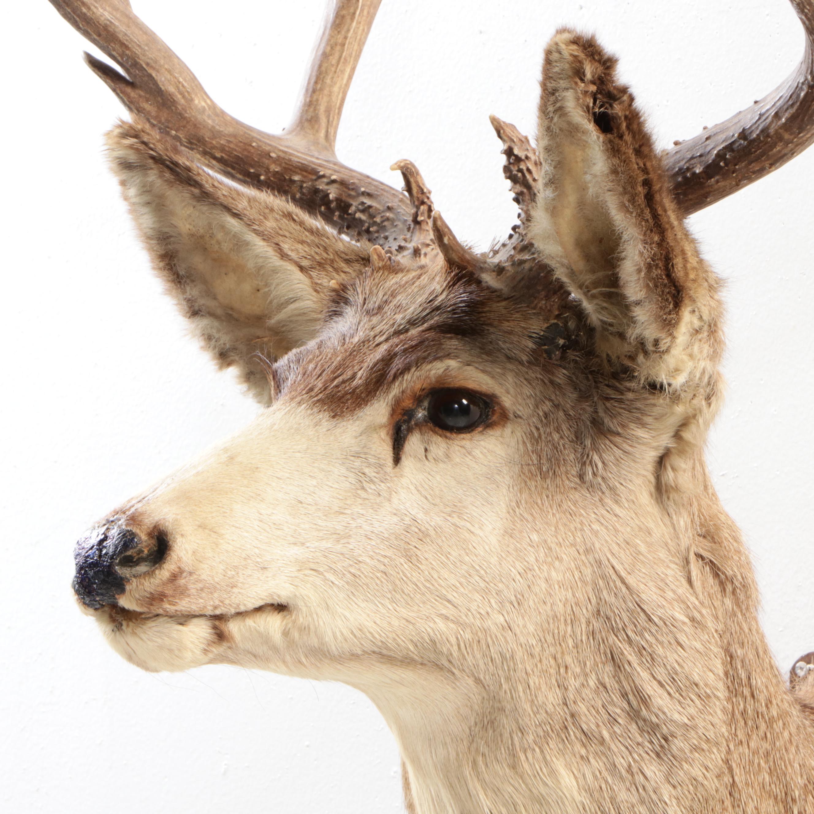 Taxidermy Mule Deer Shoulder Mount
