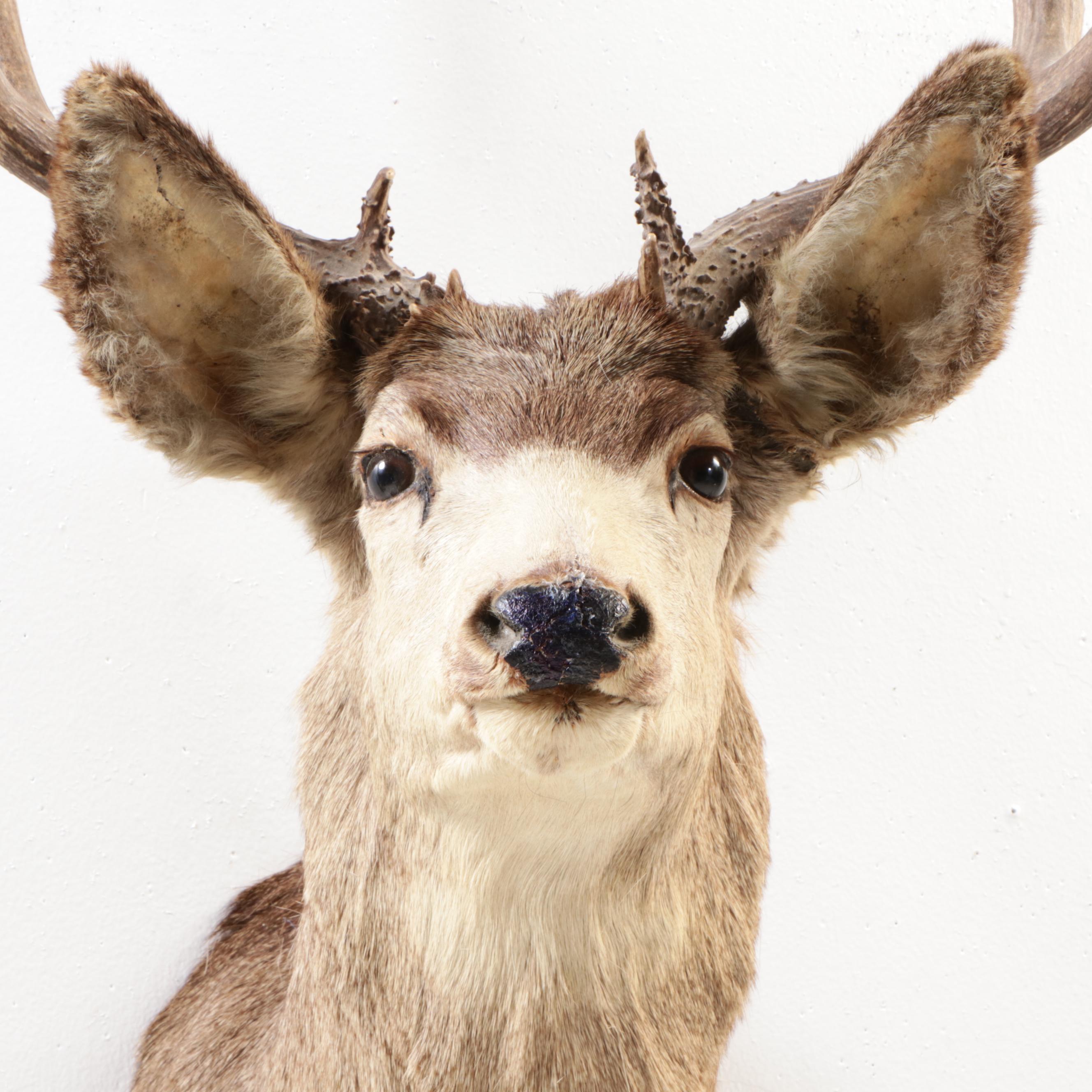 Taxidermy Mule Deer Shoulder Mount