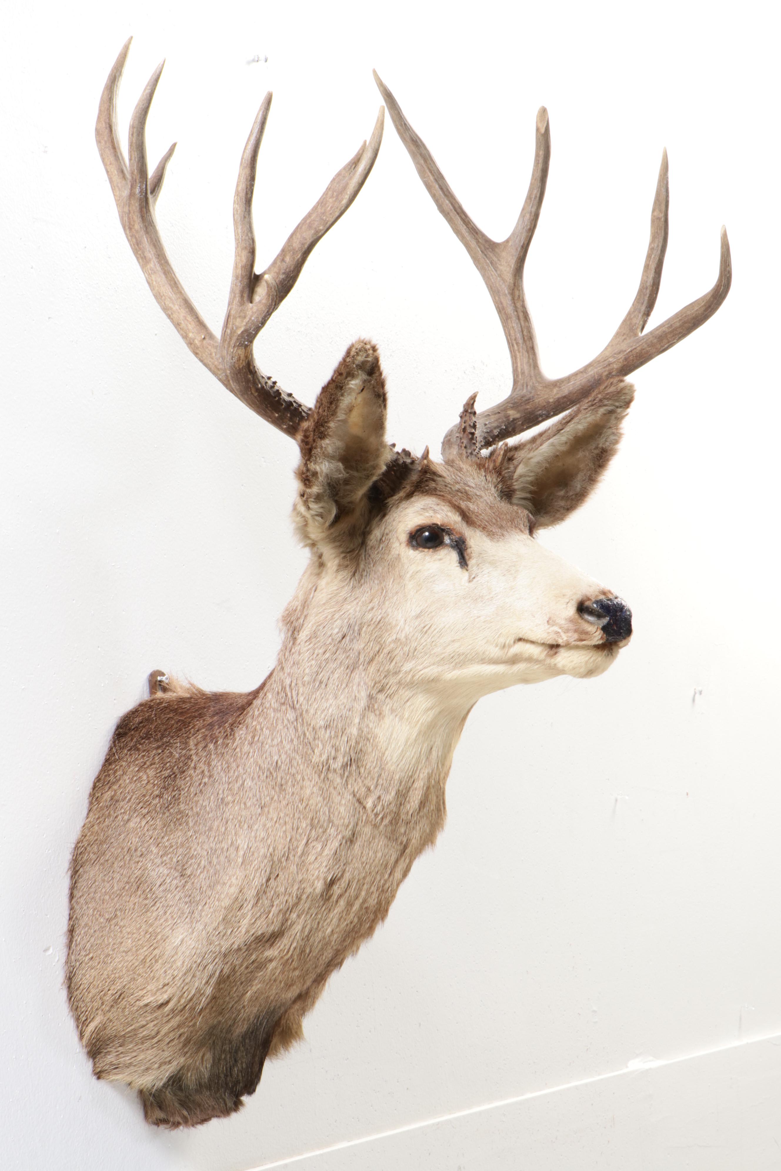 Taxidermy Mule Deer Shoulder Mount