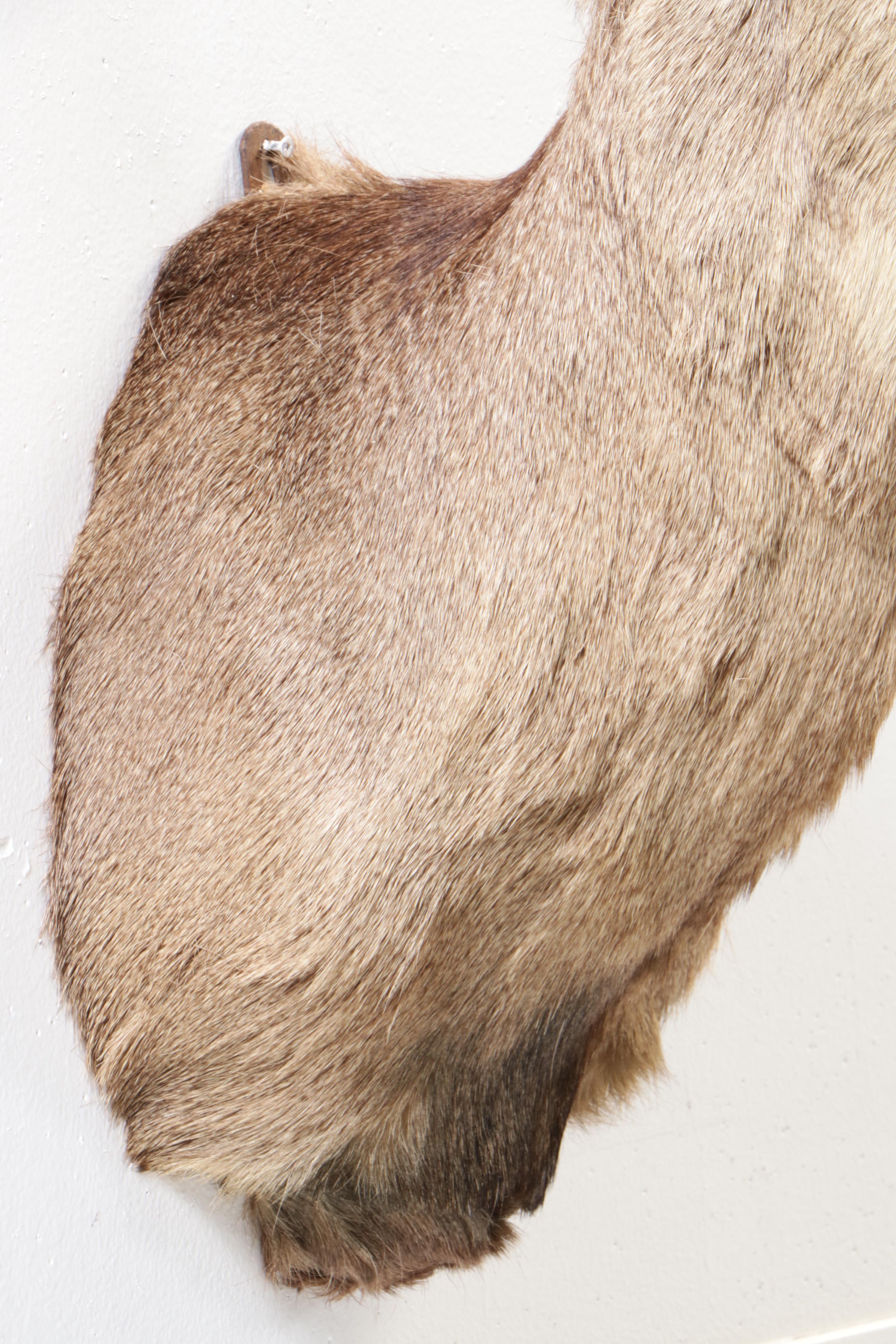 Taxidermy Mule Deer Shoulder Mount