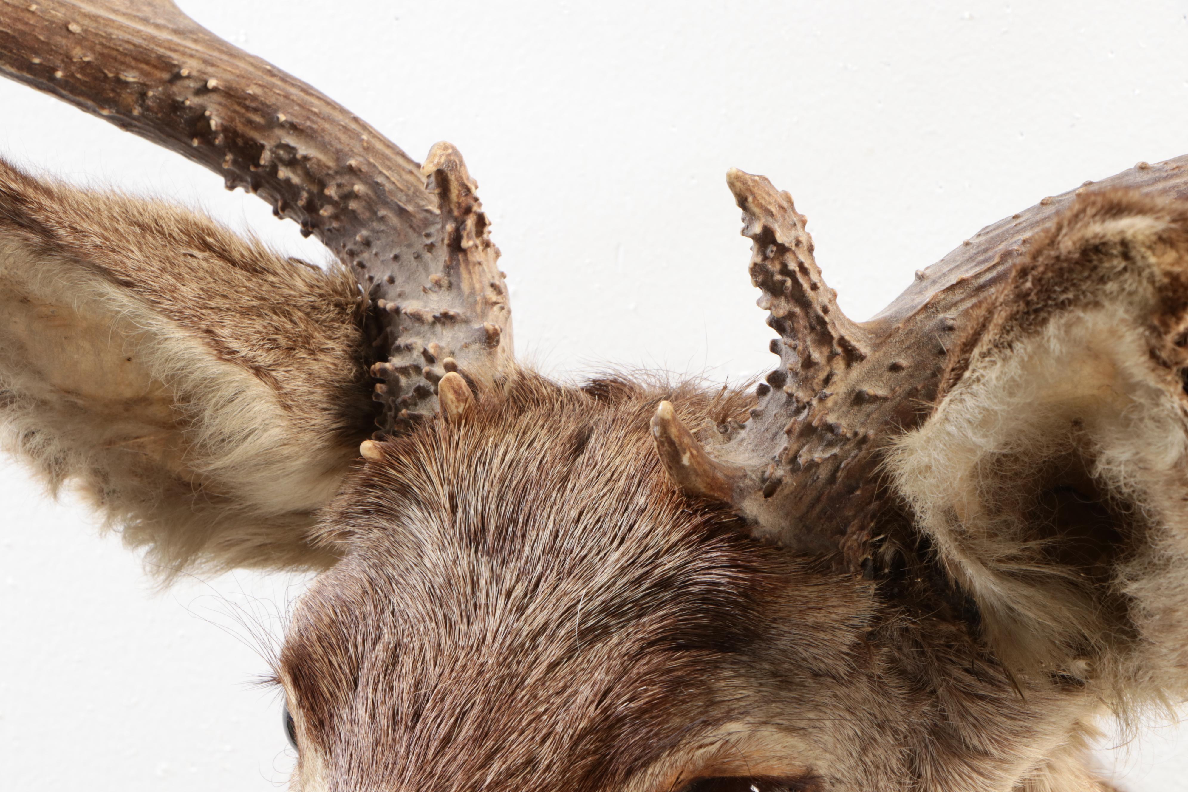 Taxidermy Mule Deer Shoulder Mount