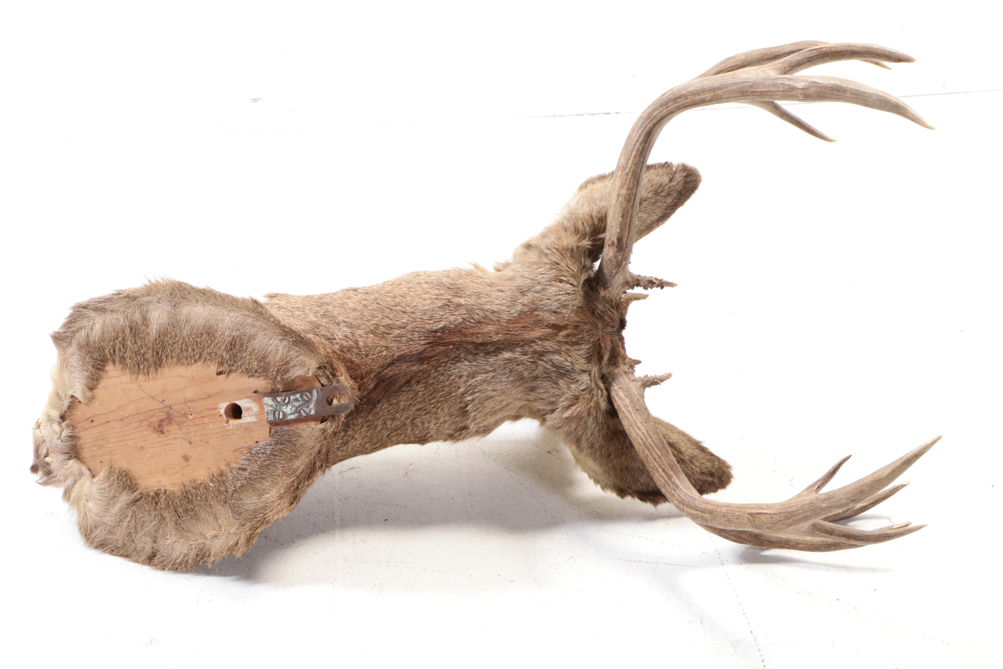 Taxidermy Mule Deer Shoulder Mount