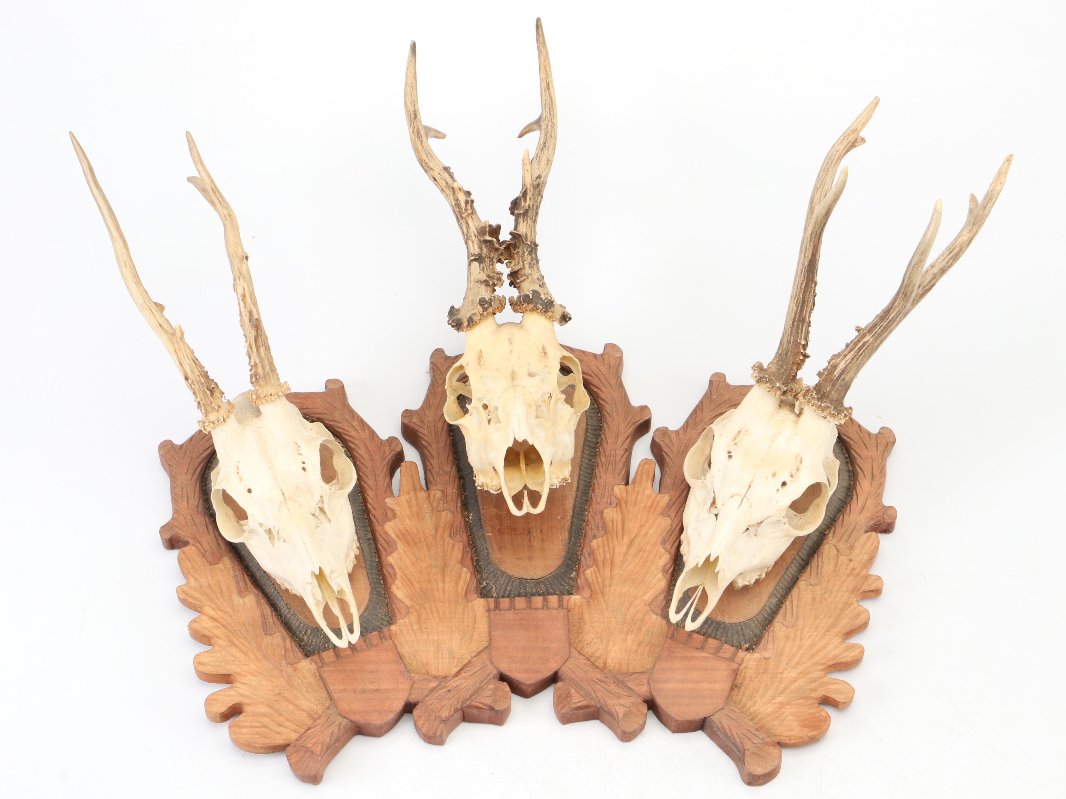 Taxidermy Black Forest Roe Stags in European Mount
