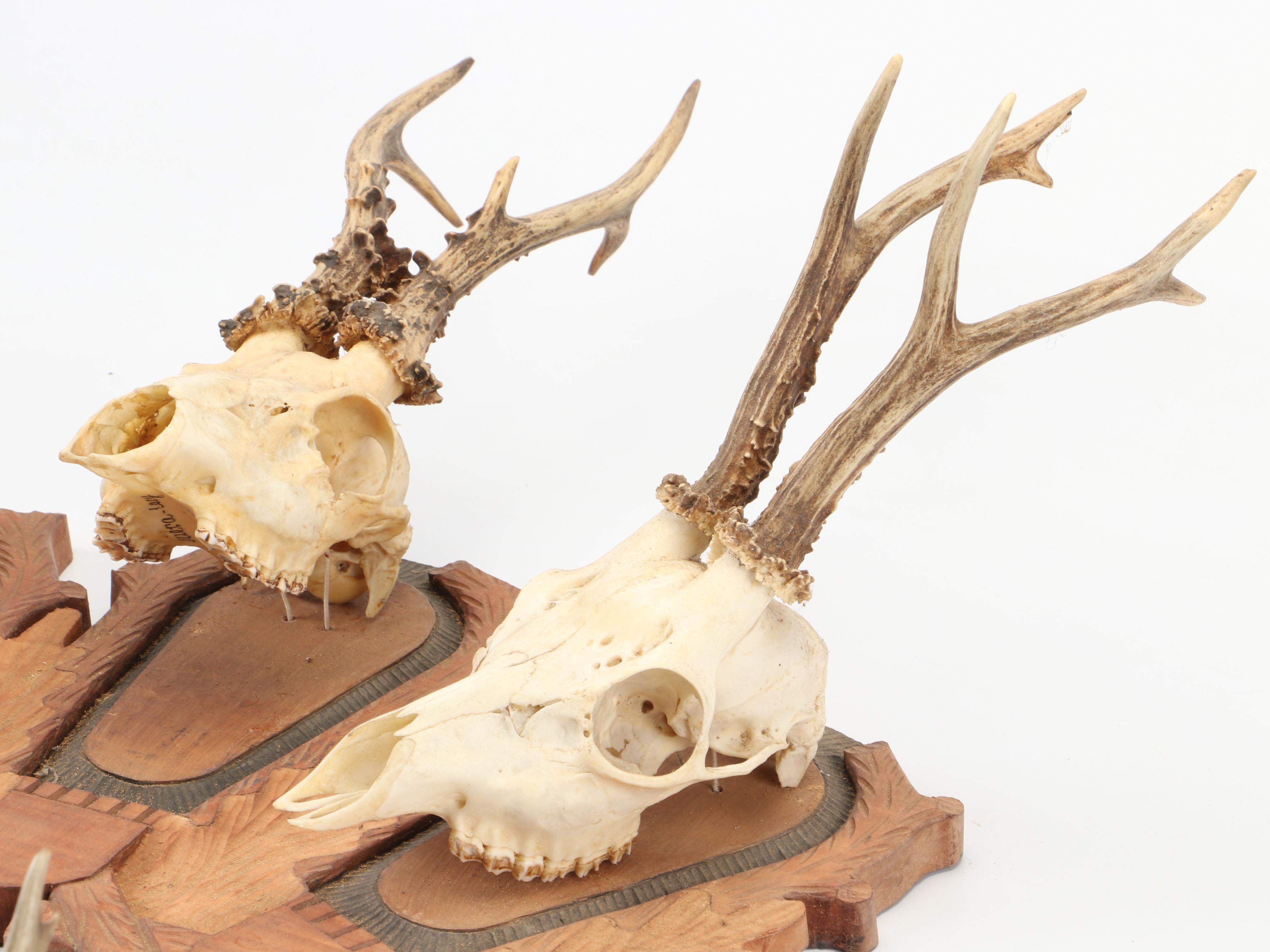 Taxidermy Black Forest Roe Stags in European Mount