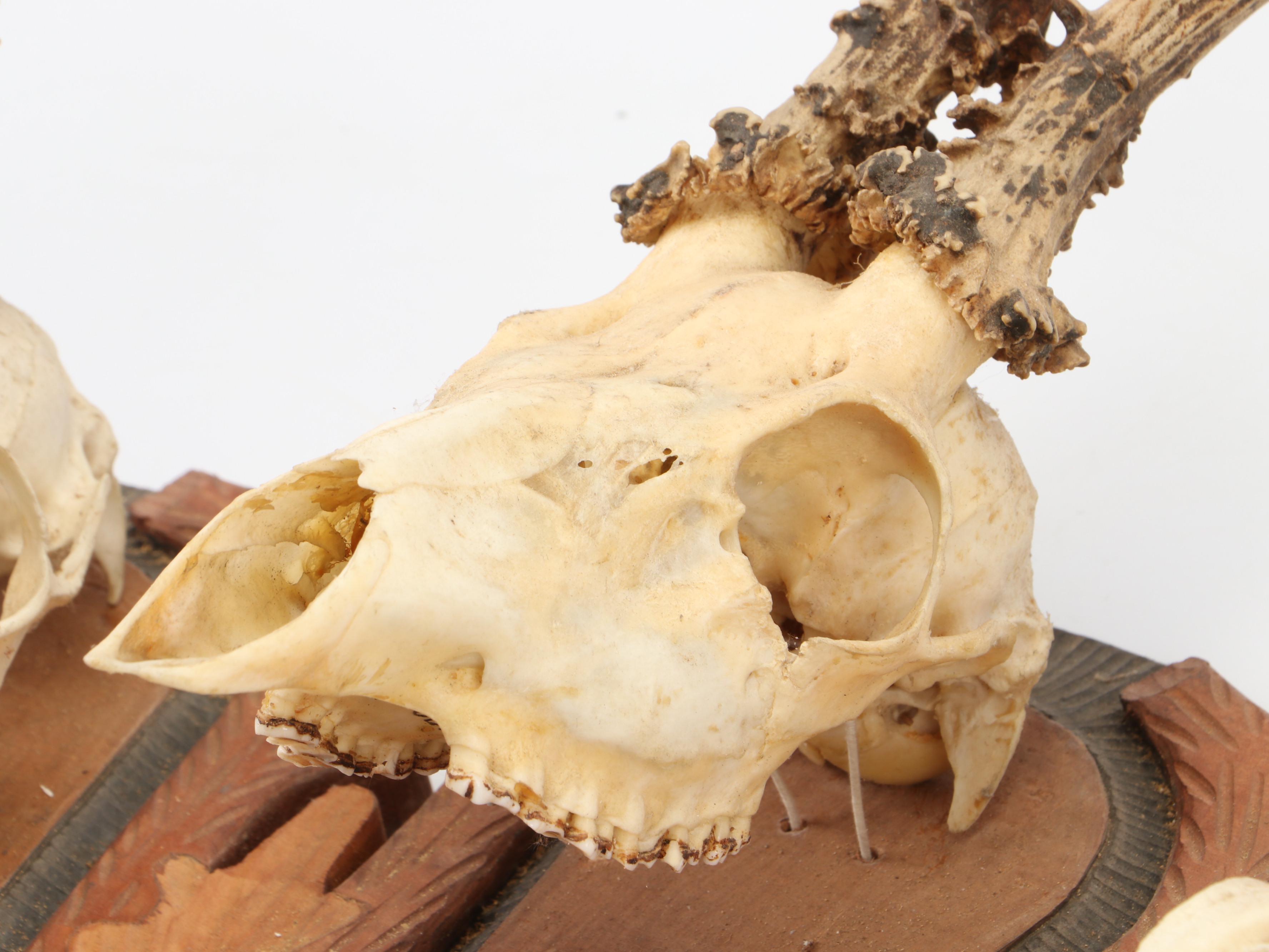 Taxidermy Black Forest Roe Stags in European Mount