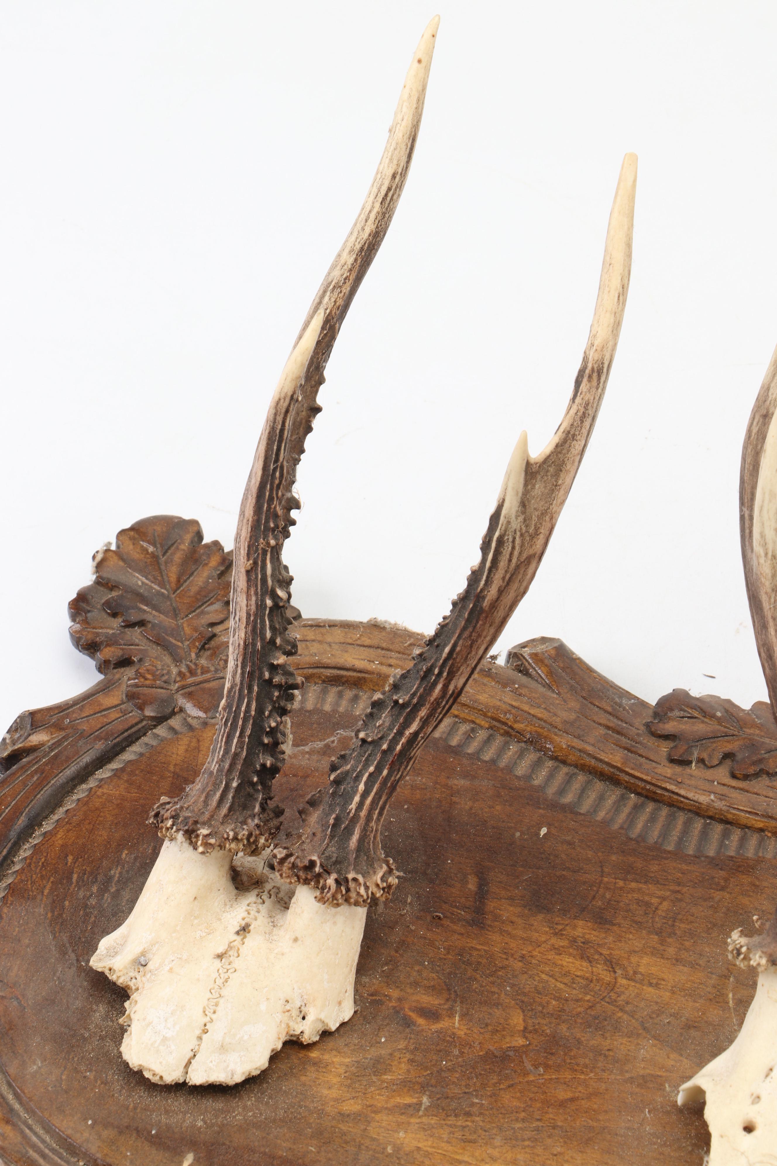 Taxidermy Black Forest Roe Stags in European Mount