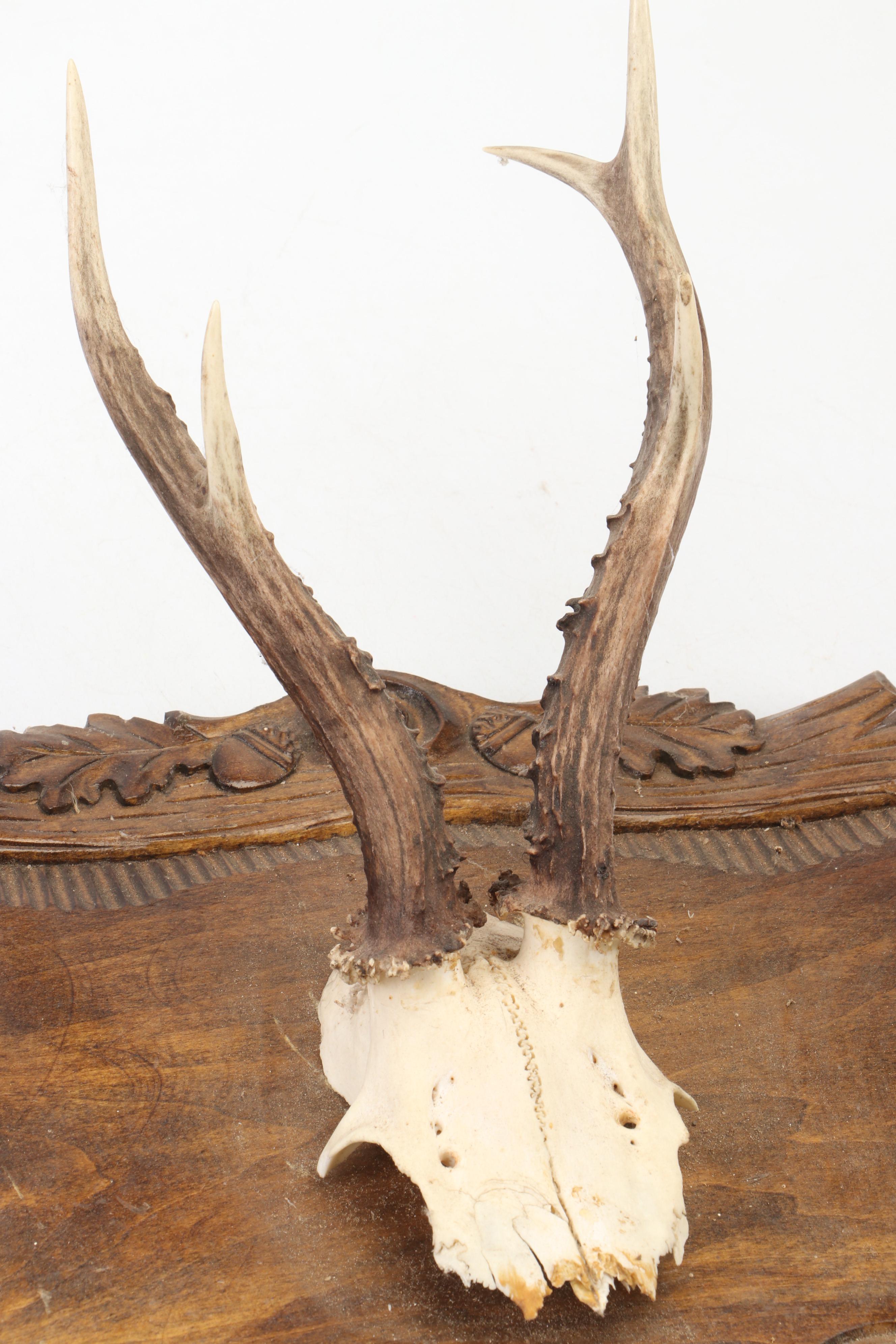 Taxidermy Black Forest Roe Stags in European Mount
