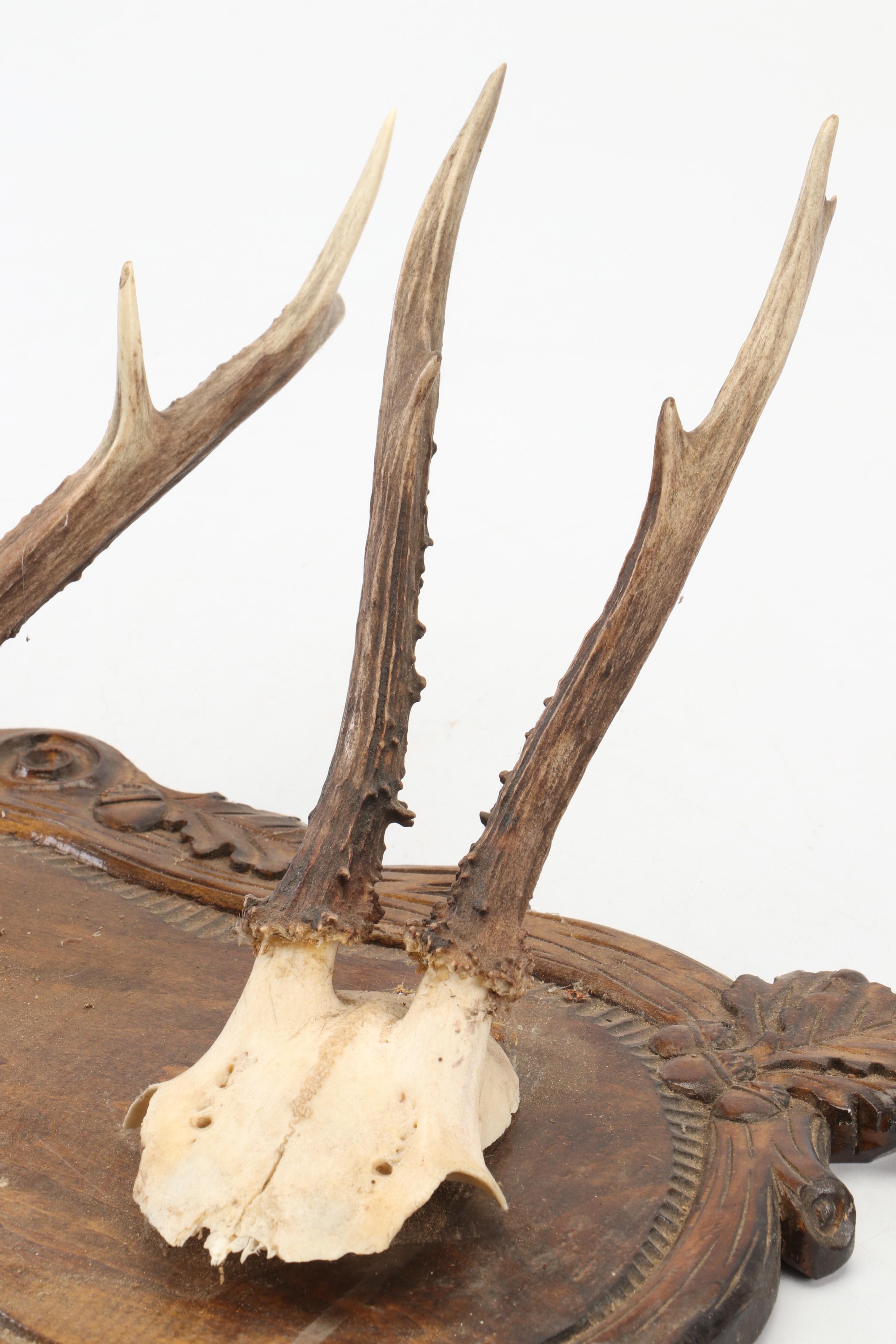 Taxidermy Black Forest Roe Stags in European Mount