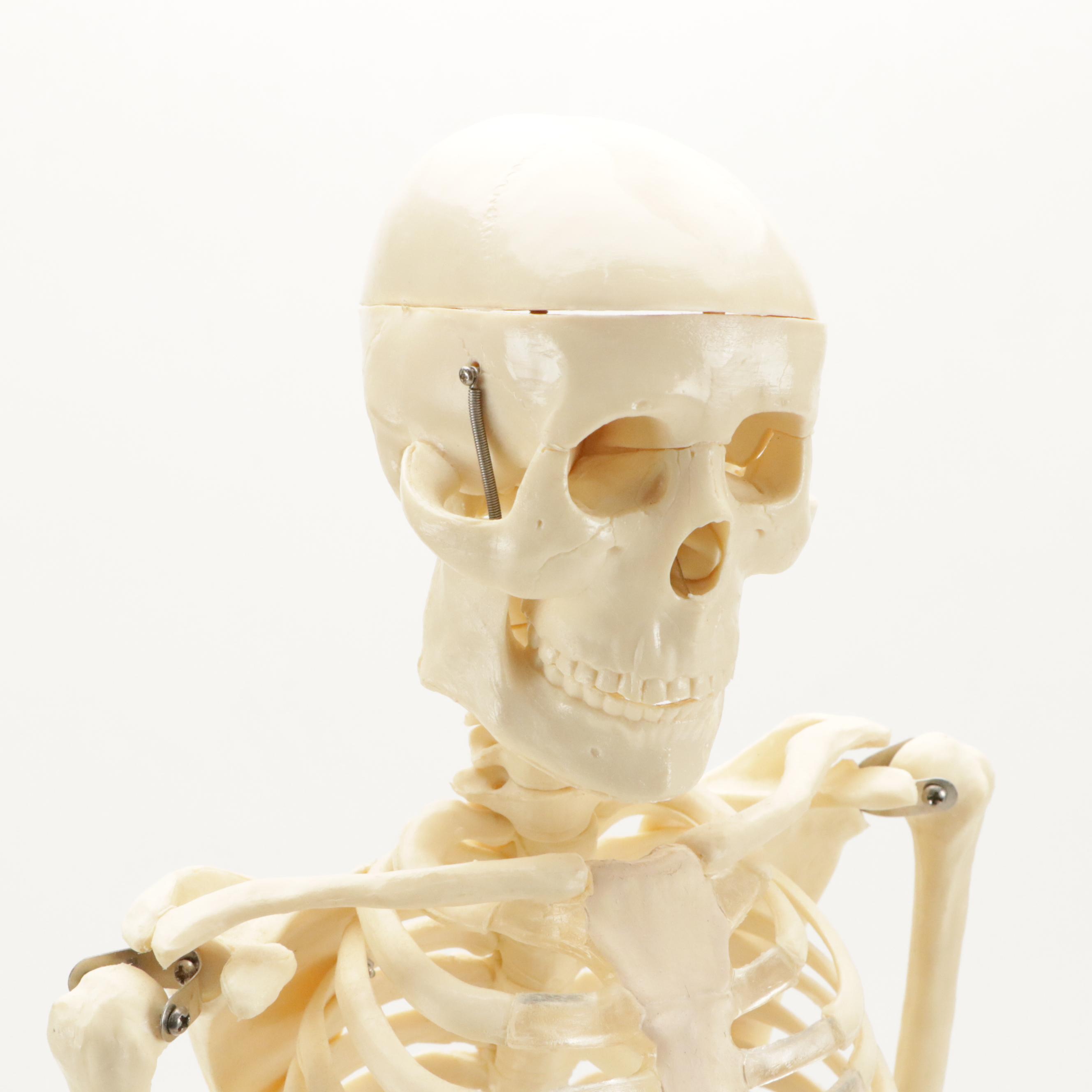 Plastic Human Skeleton Model