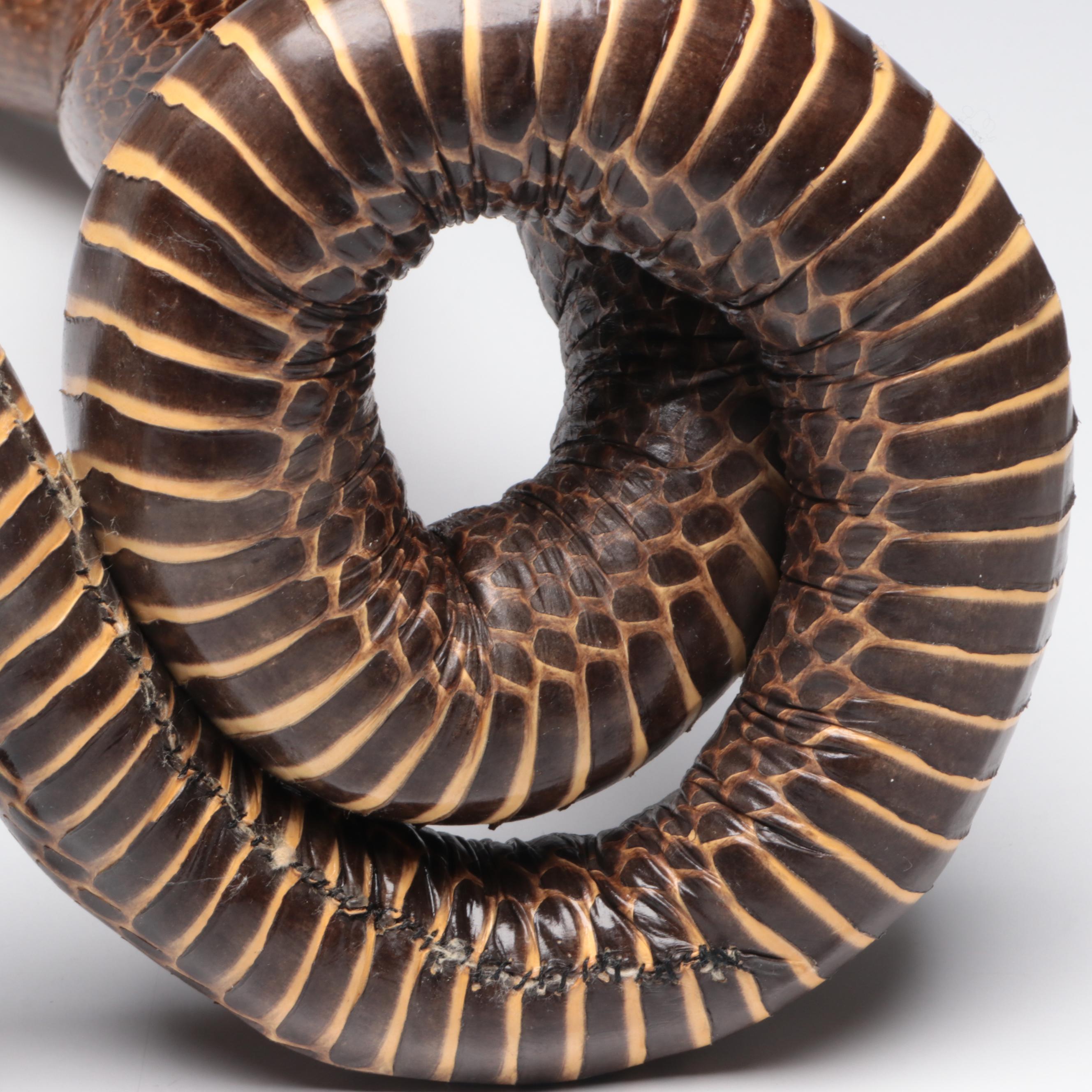 Taxidermy King Cobra with Seed Pearl Eyes, Early 20th C