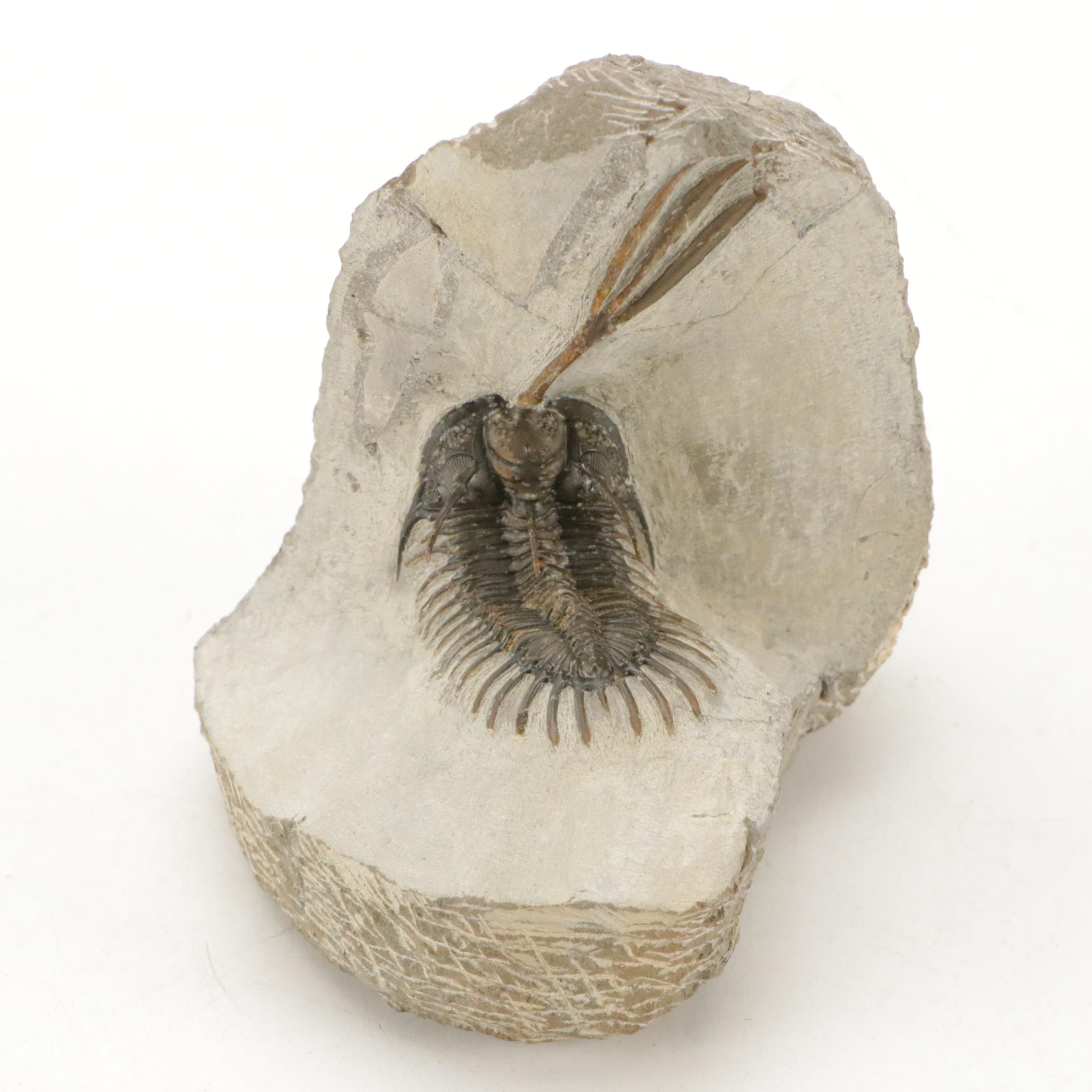 Trilobite Fossil Specimens