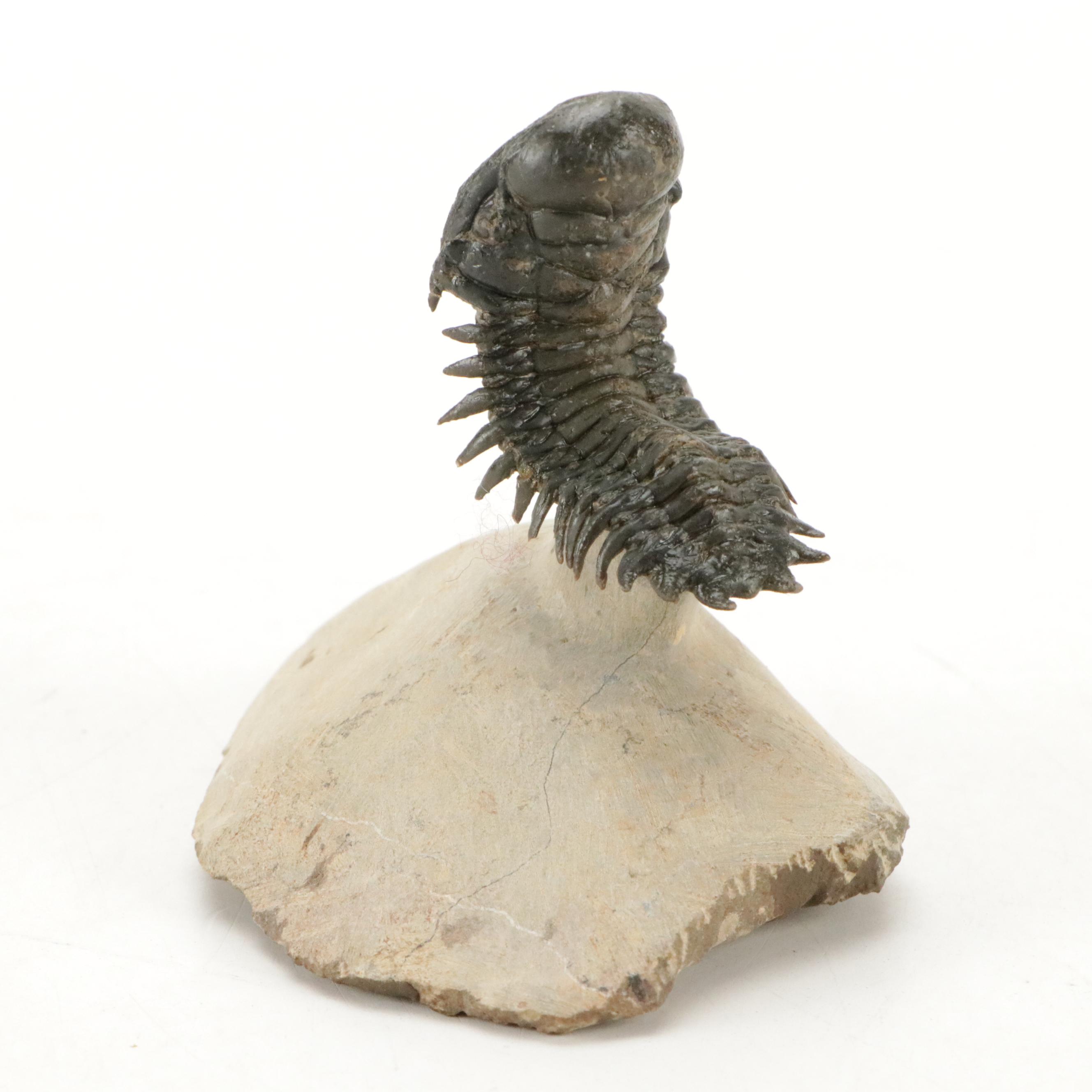 Trilobite Fossil Specimens