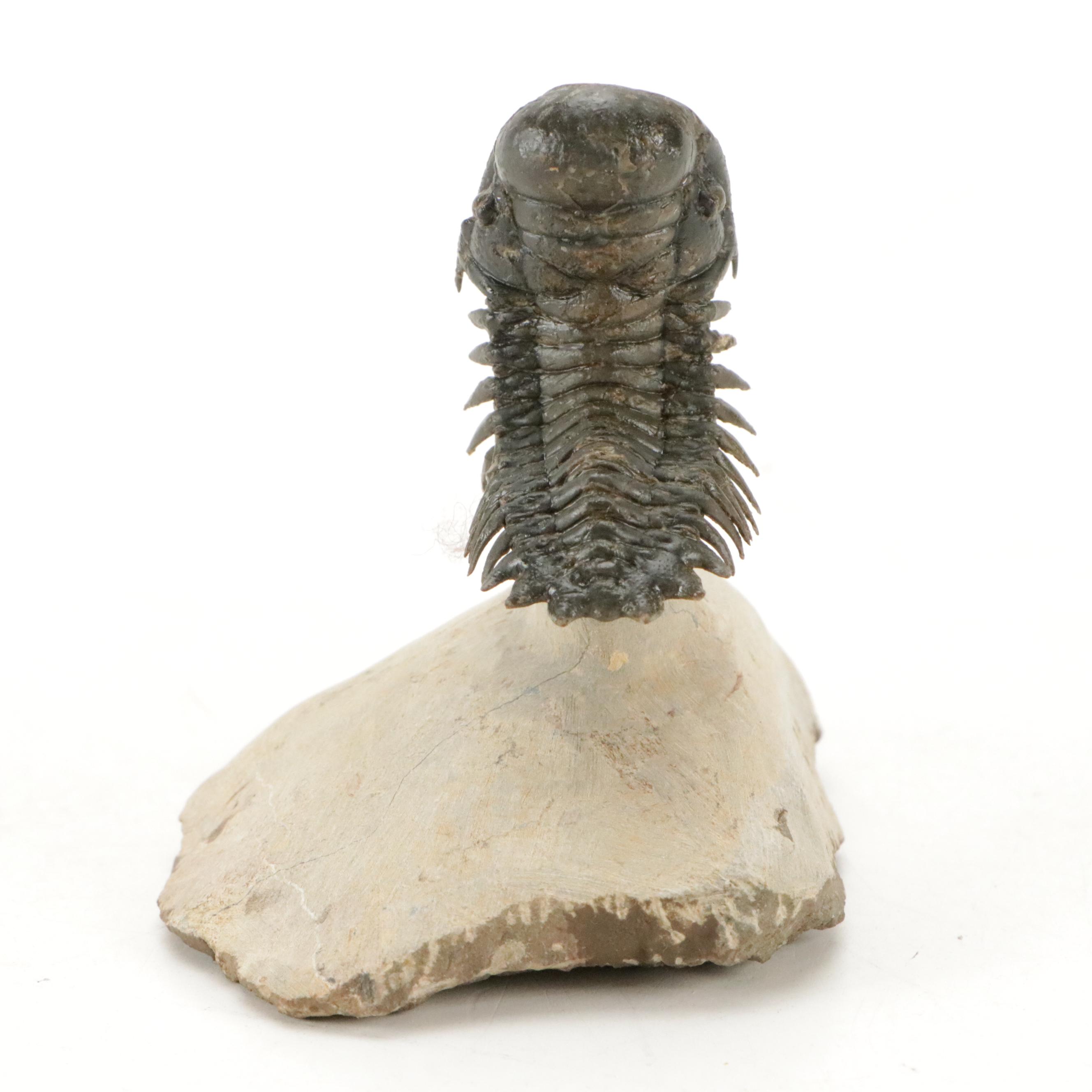 Trilobite Fossil Specimens