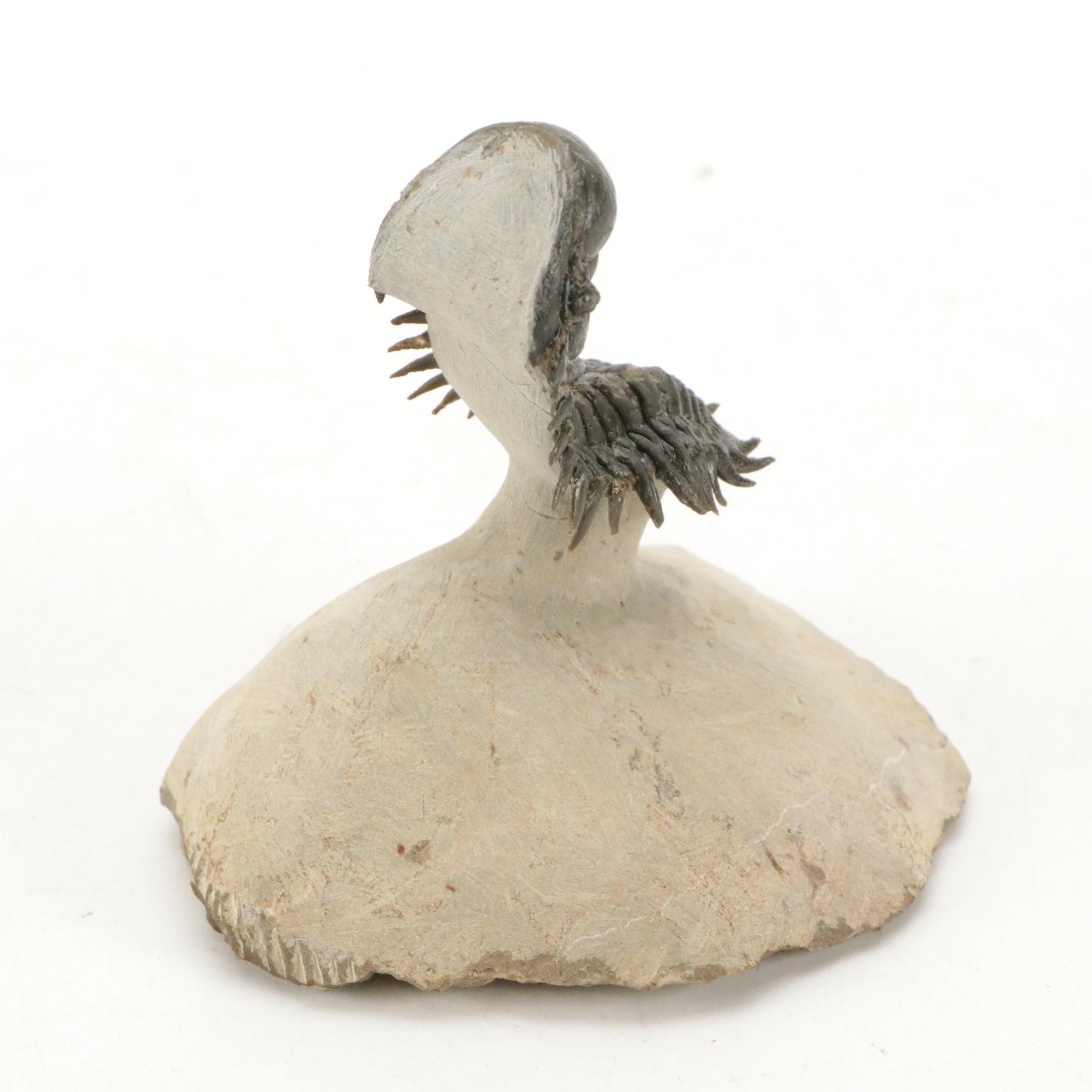 Trilobite Fossil Specimens