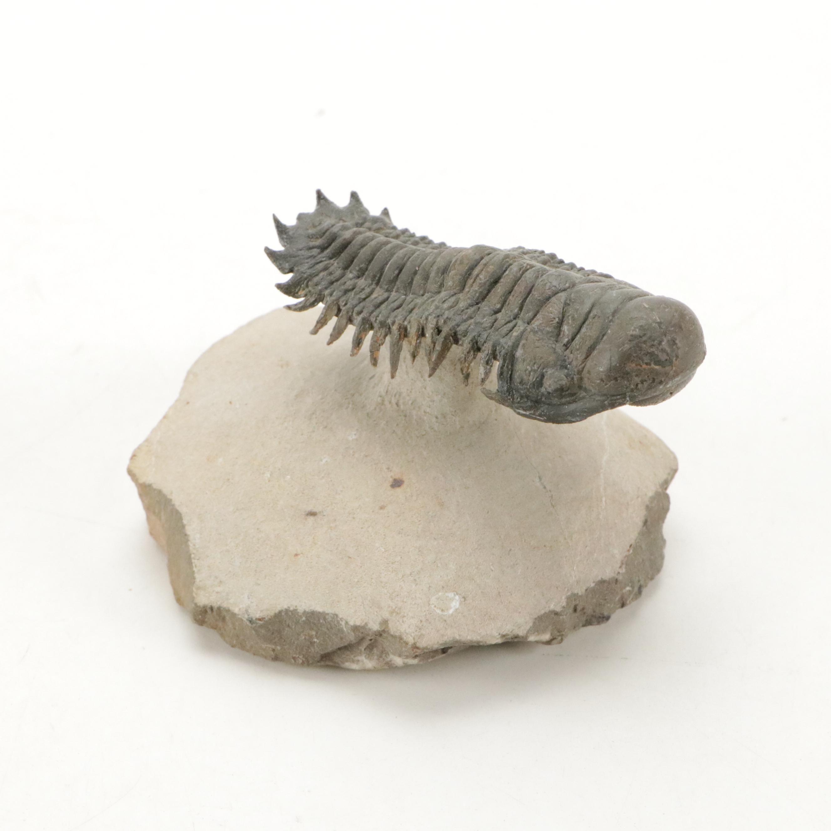 Trilobite Fossil Specimens