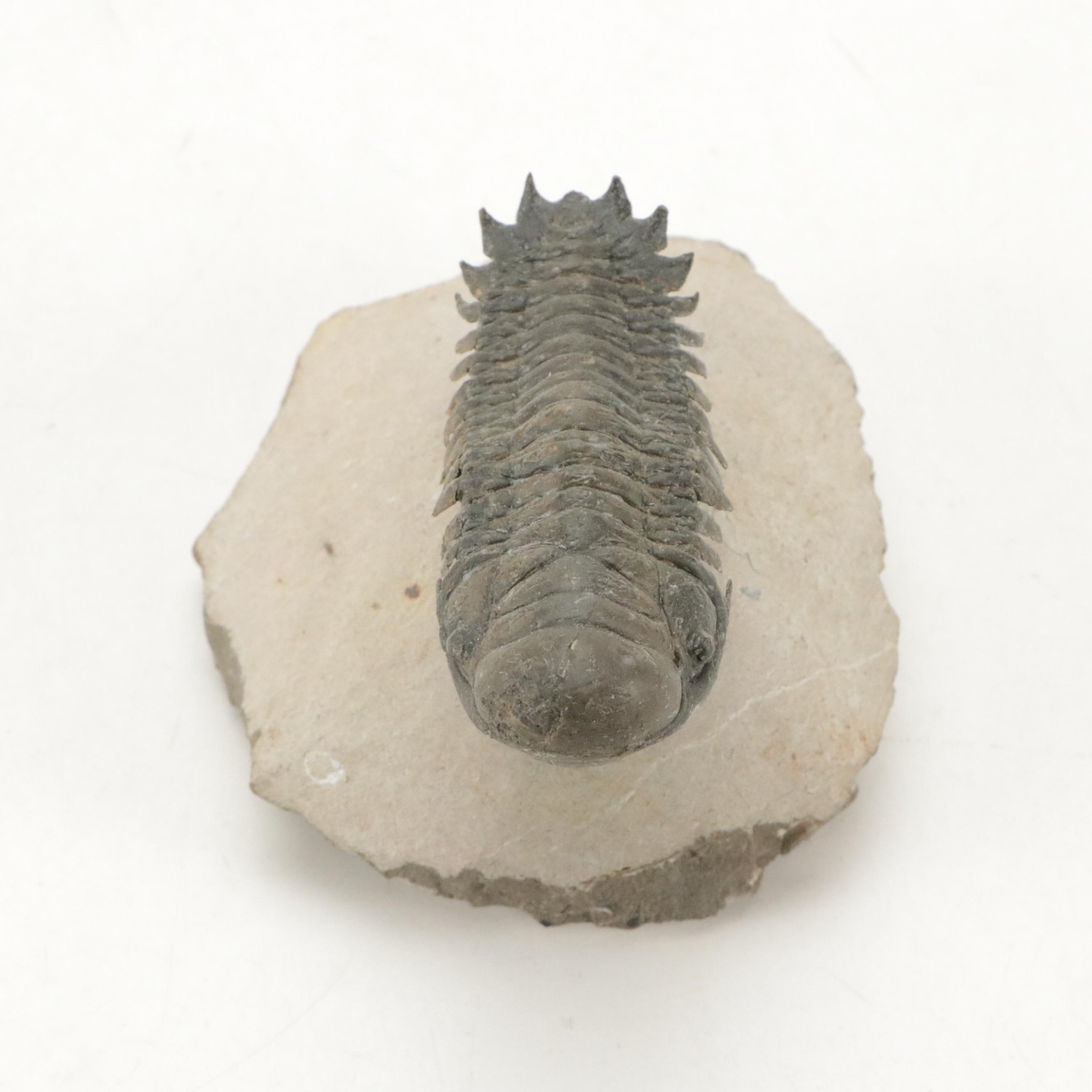 Trilobite Fossil Specimens