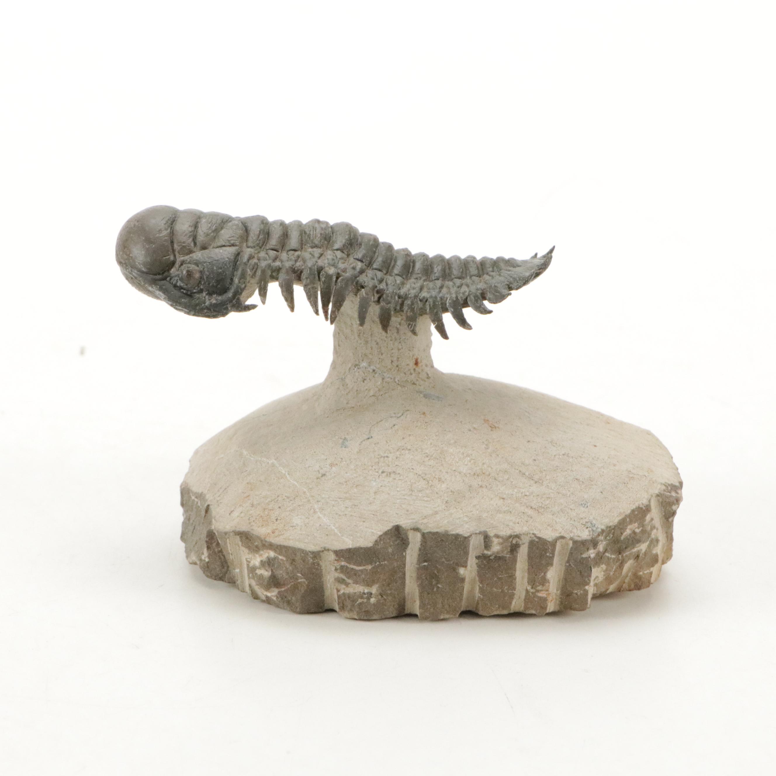 Trilobite Fossil Specimens