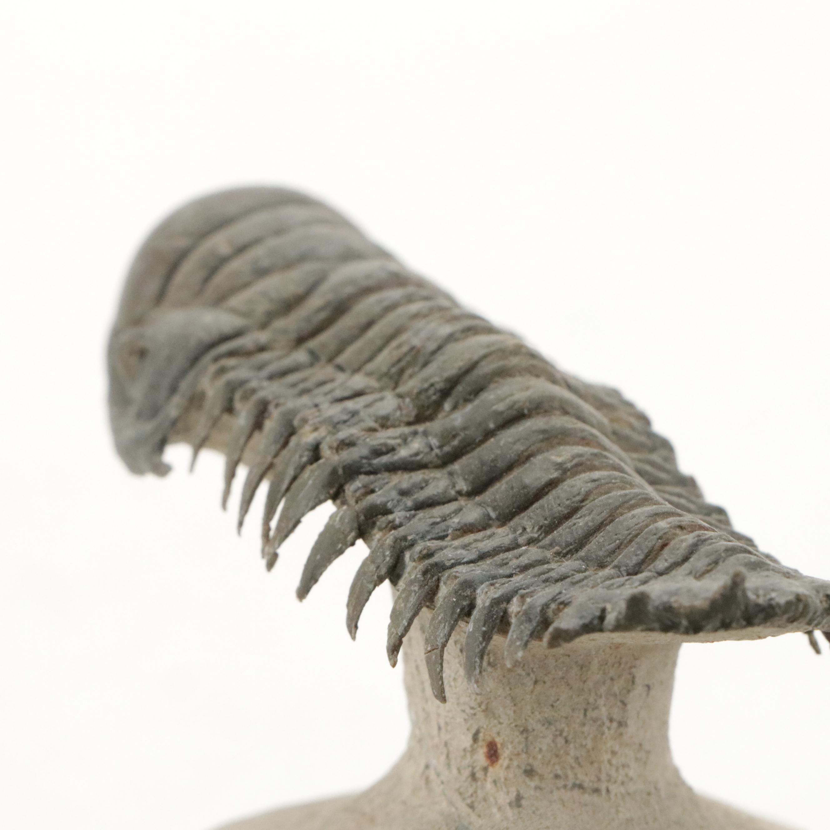 Trilobite Fossil Specimens