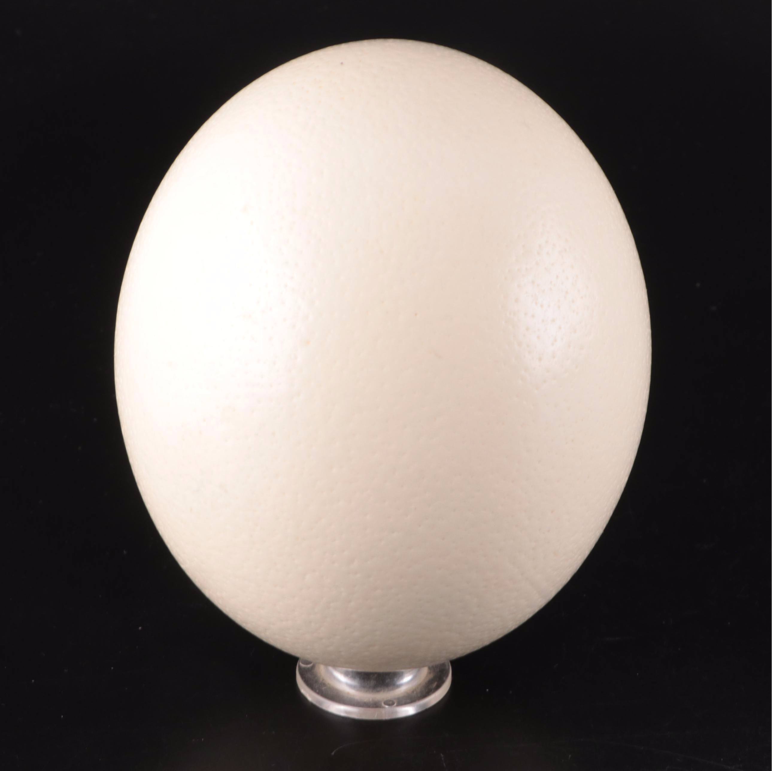 Scrimshaw Engraved Ostrich Egg