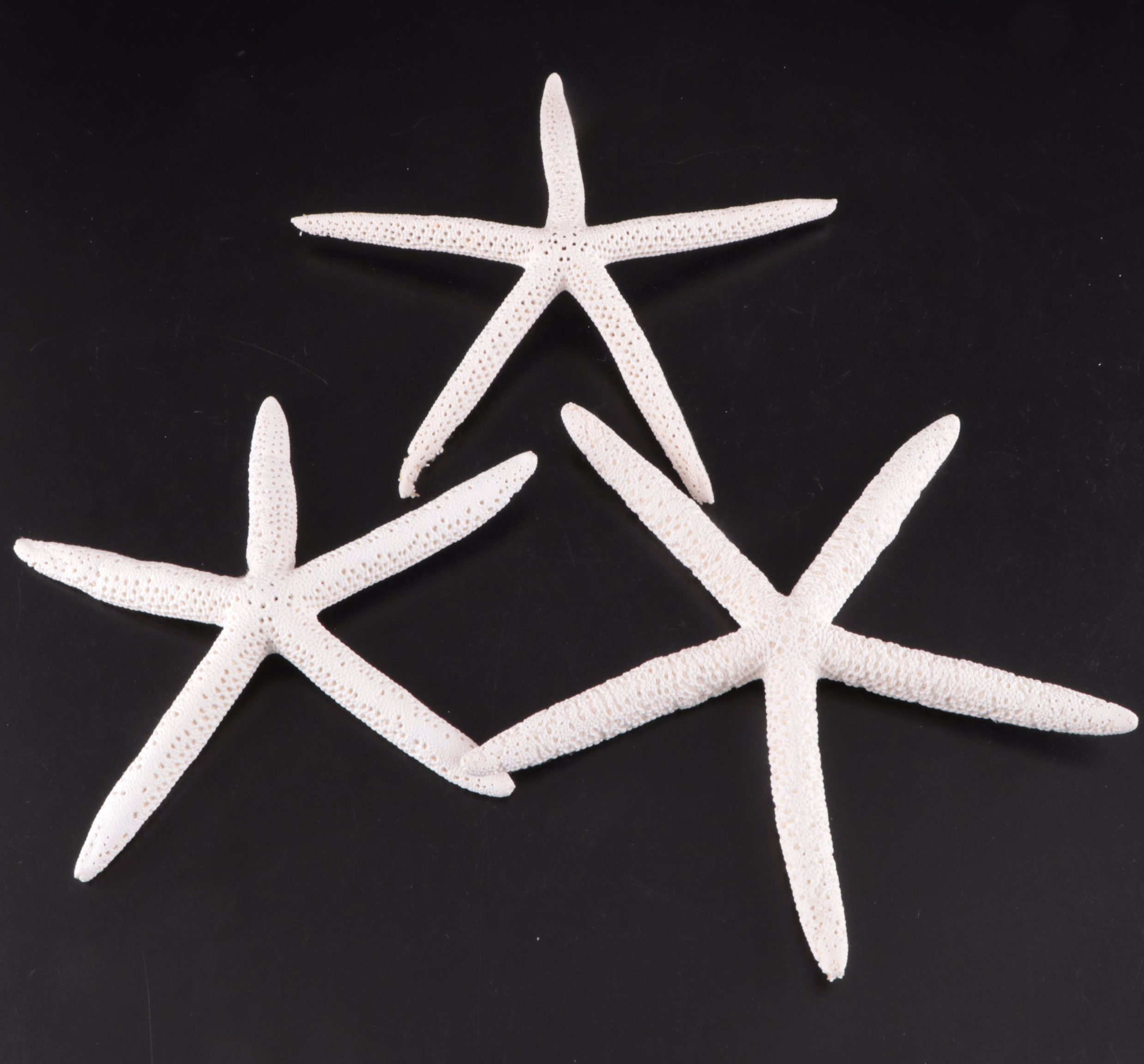 Lightning Whelk, Starfish, Sand Dollars, Turbo and Clam Shells, Fossil Coral