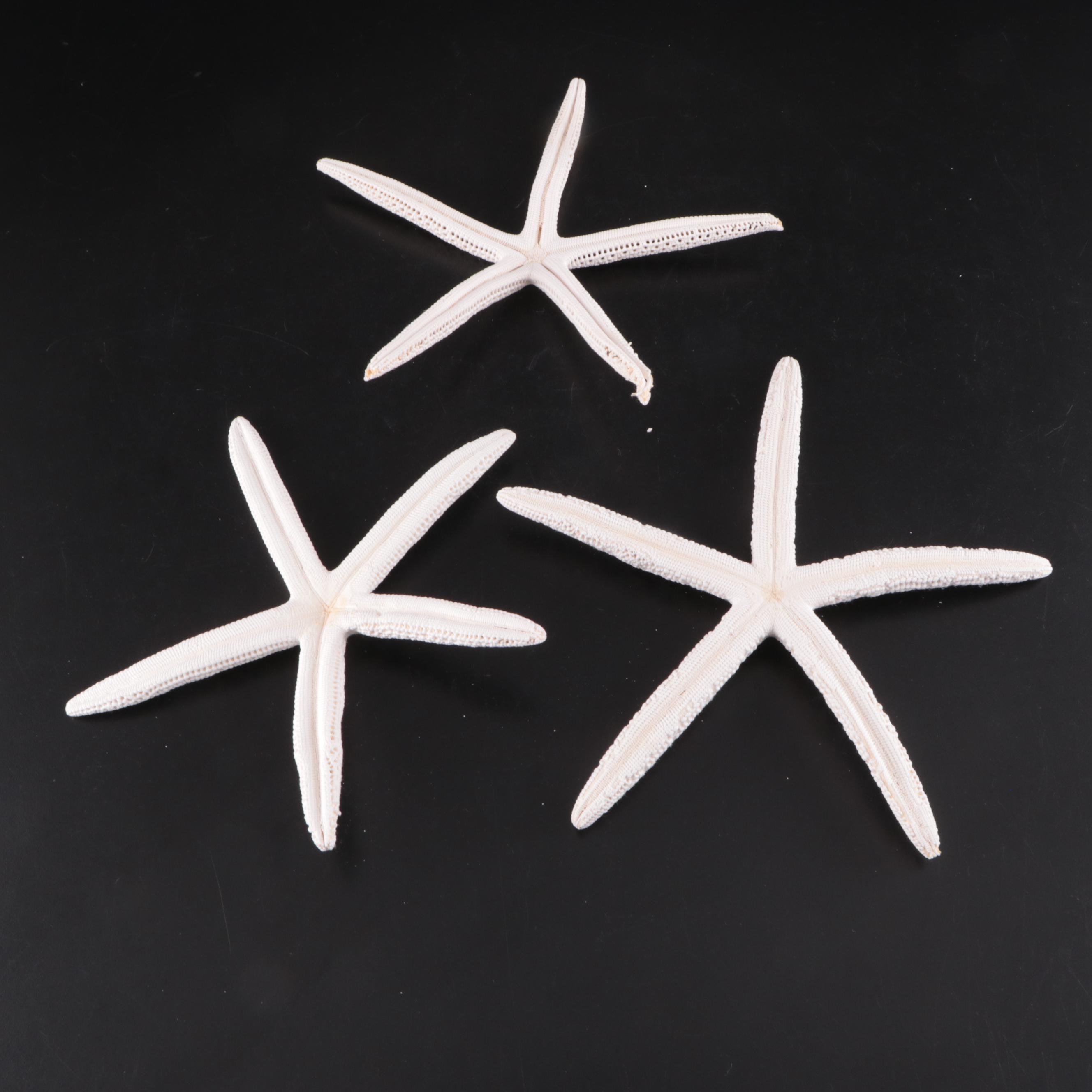 Lightning Whelk, Starfish, Sand Dollars, Turbo and Clam Shells, Fossil Coral