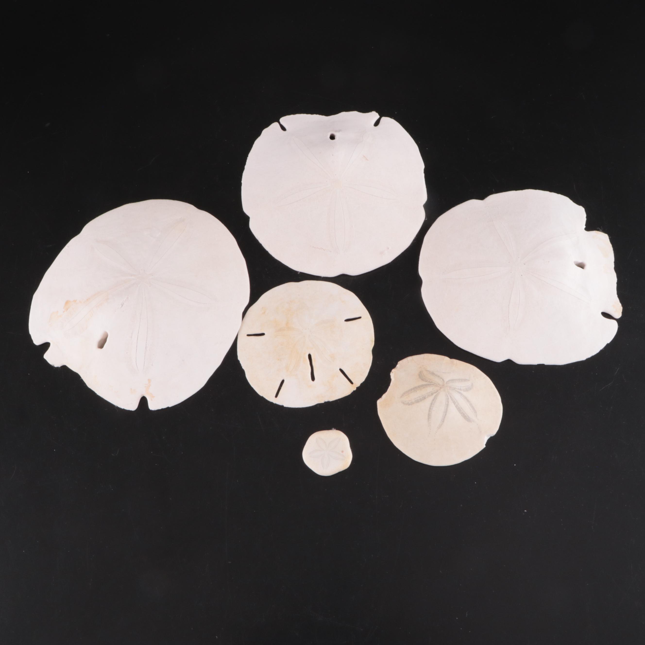 Lightning Whelk, Starfish, Sand Dollars, Turbo and Clam Shells, Fossil Coral