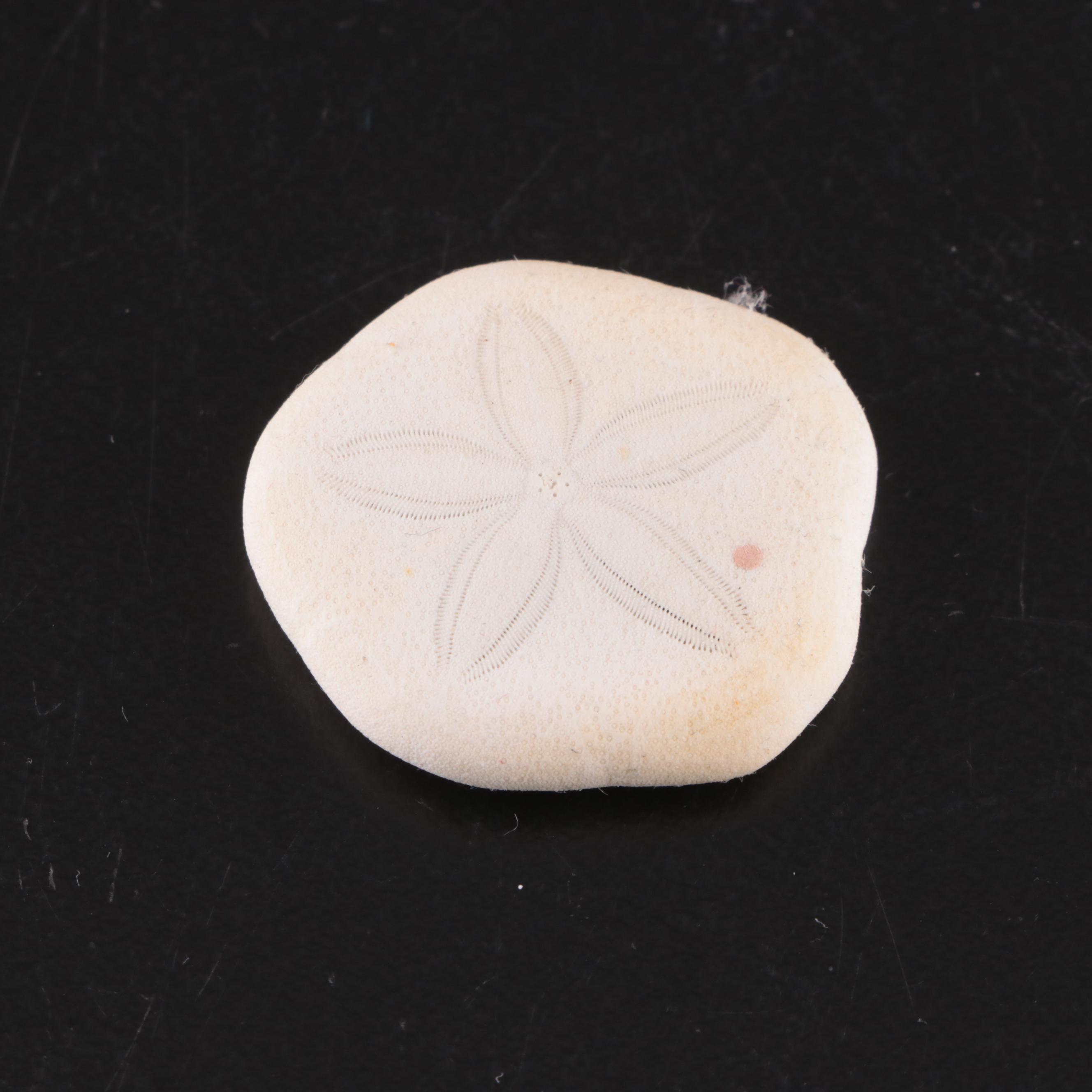 Lightning Whelk, Starfish, Sand Dollars, Turbo and Clam Shells, Fossil Coral