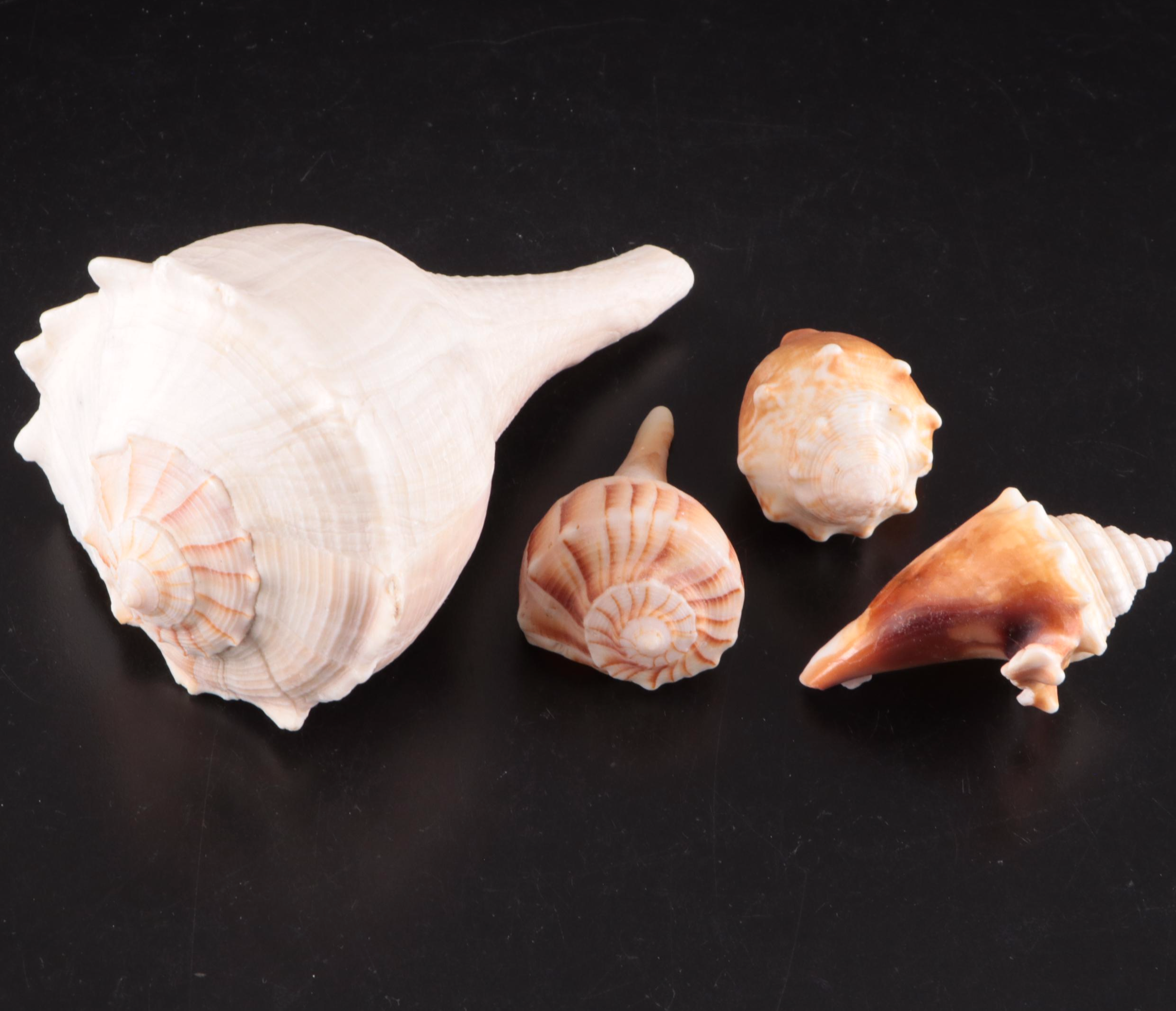 Lightning Whelk, Starfish, Sand Dollars, Turbo and Clam Shells, Fossil Coral