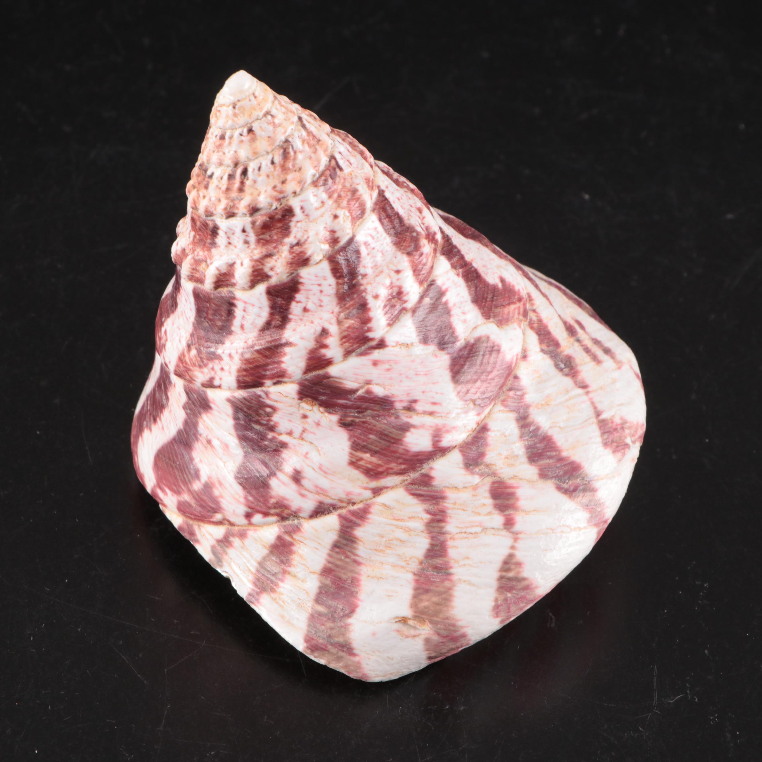 Lightning Whelk, Starfish, Sand Dollars, Turbo and Clam Shells, Fossil Coral