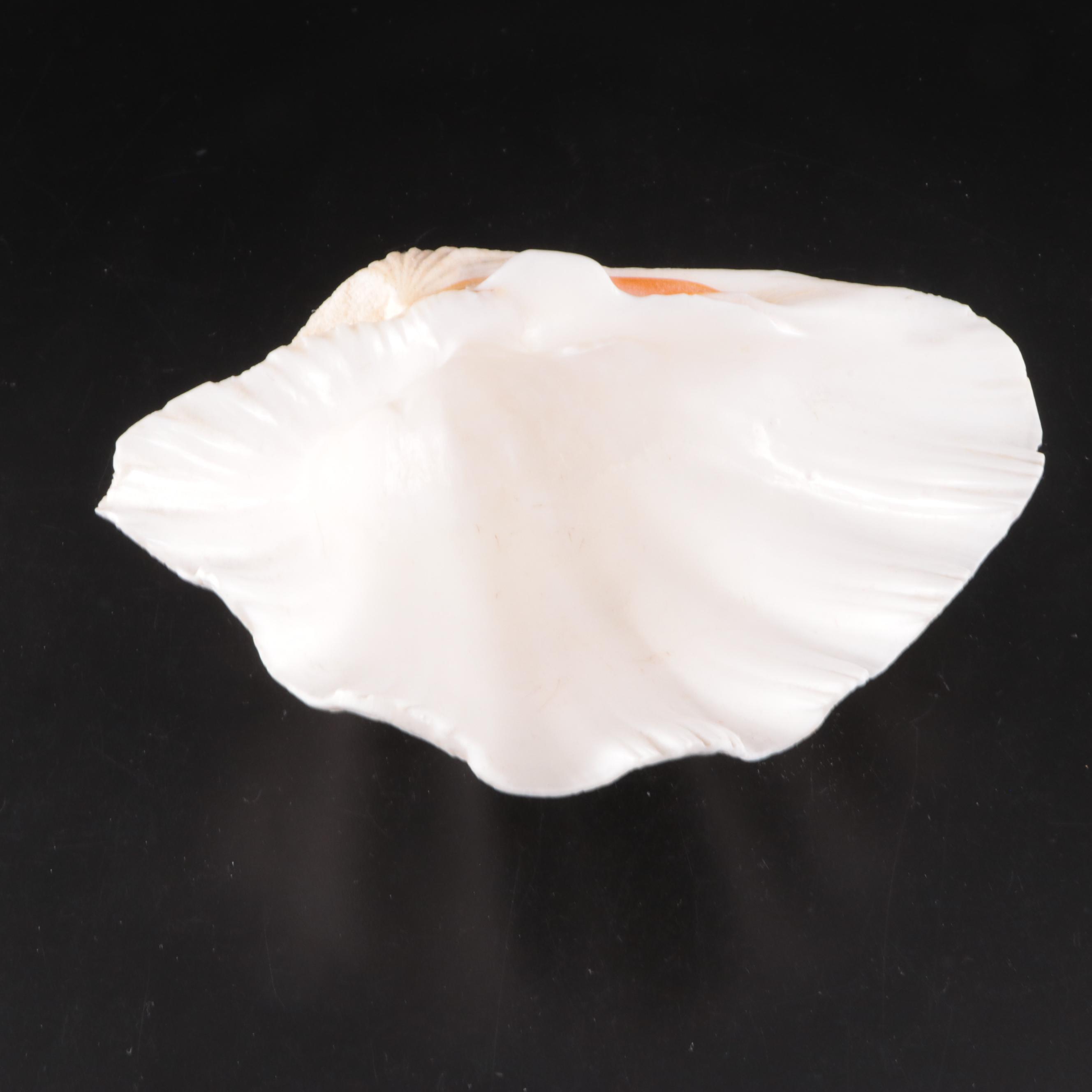 Lightning Whelk, Starfish, Sand Dollars, Turbo and Clam Shells, Fossil Coral