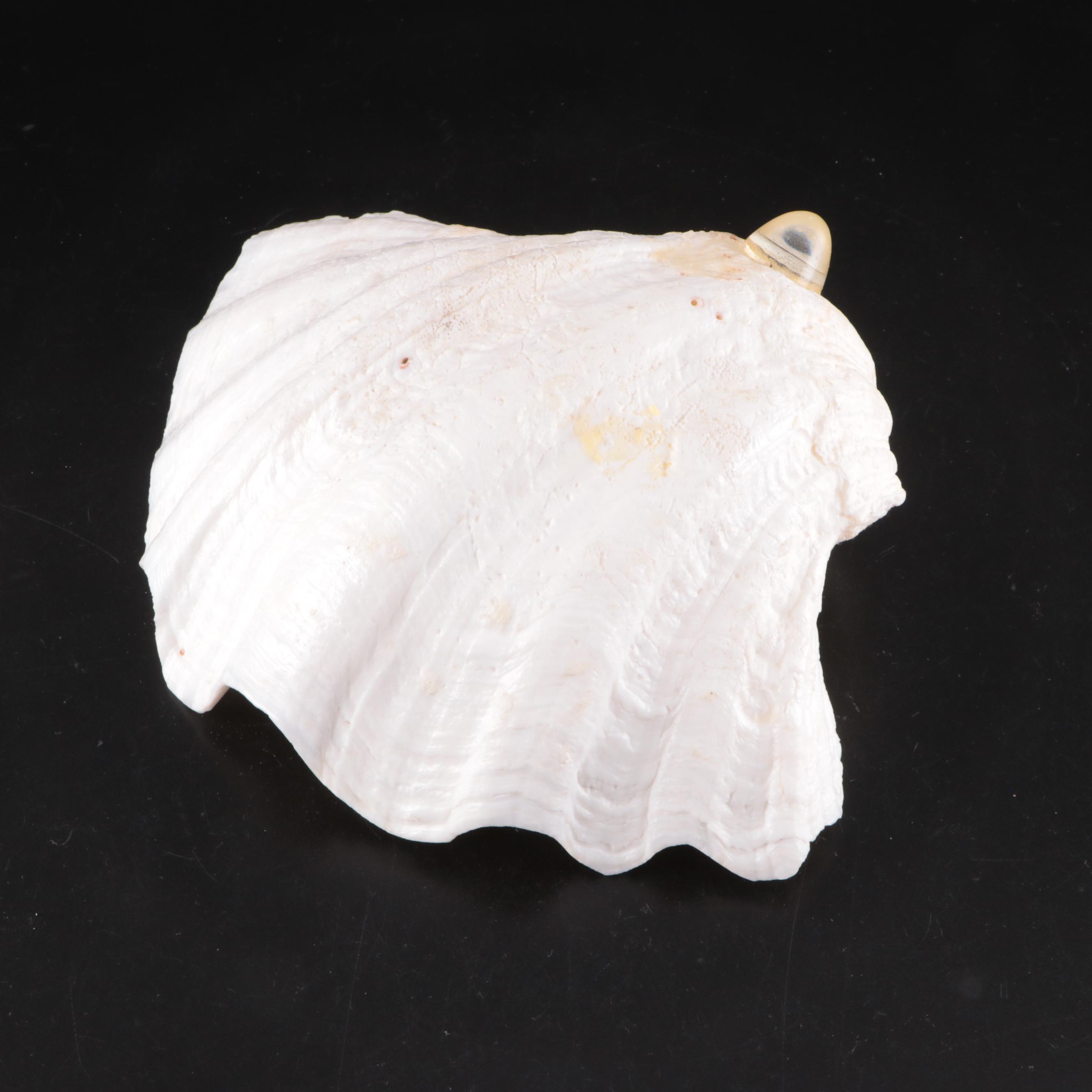 Lightning Whelk, Starfish, Sand Dollars, Turbo and Clam Shells, Fossil Coral