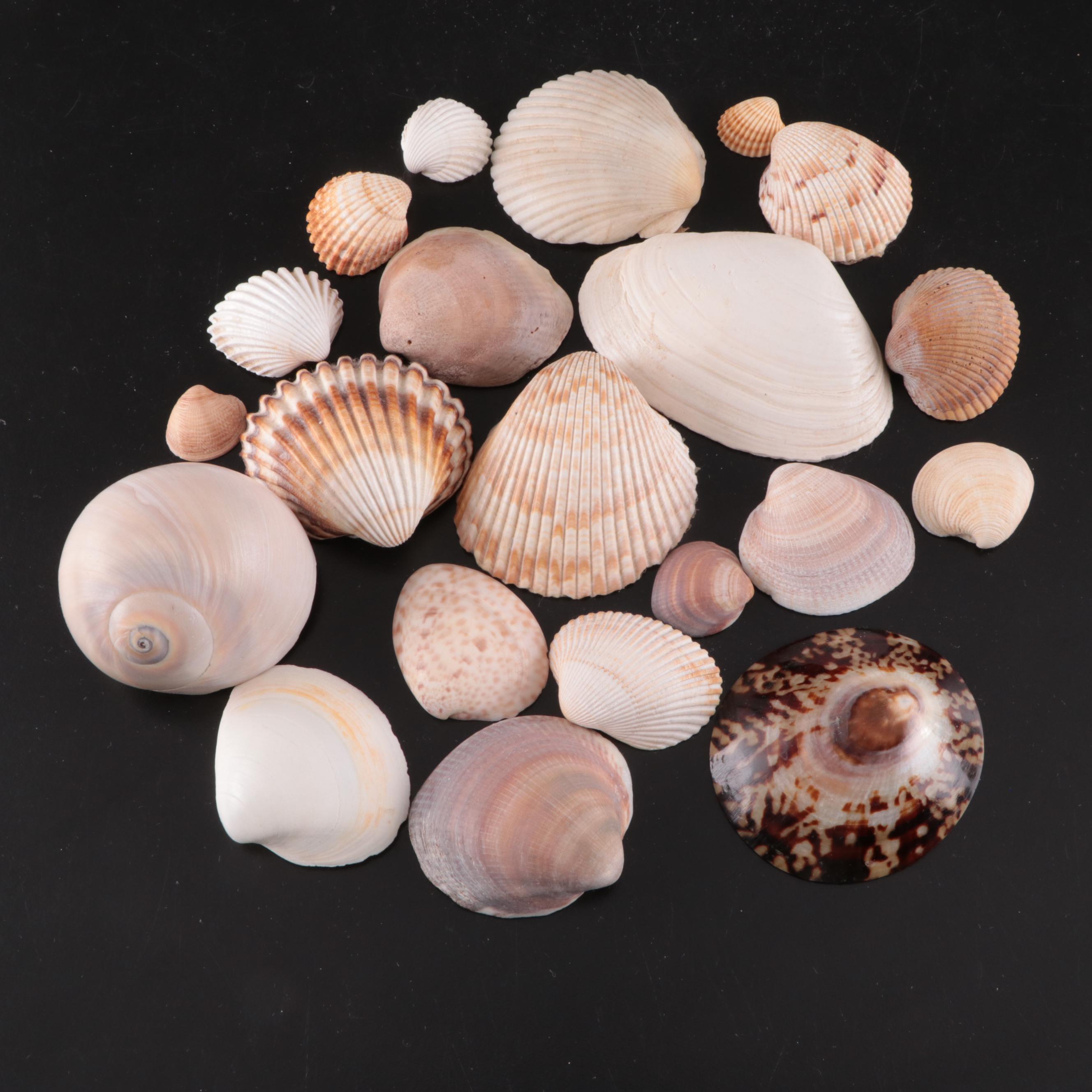 Lightning Whelk, Starfish, Sand Dollars, Turbo and Clam Shells, Fossil Coral