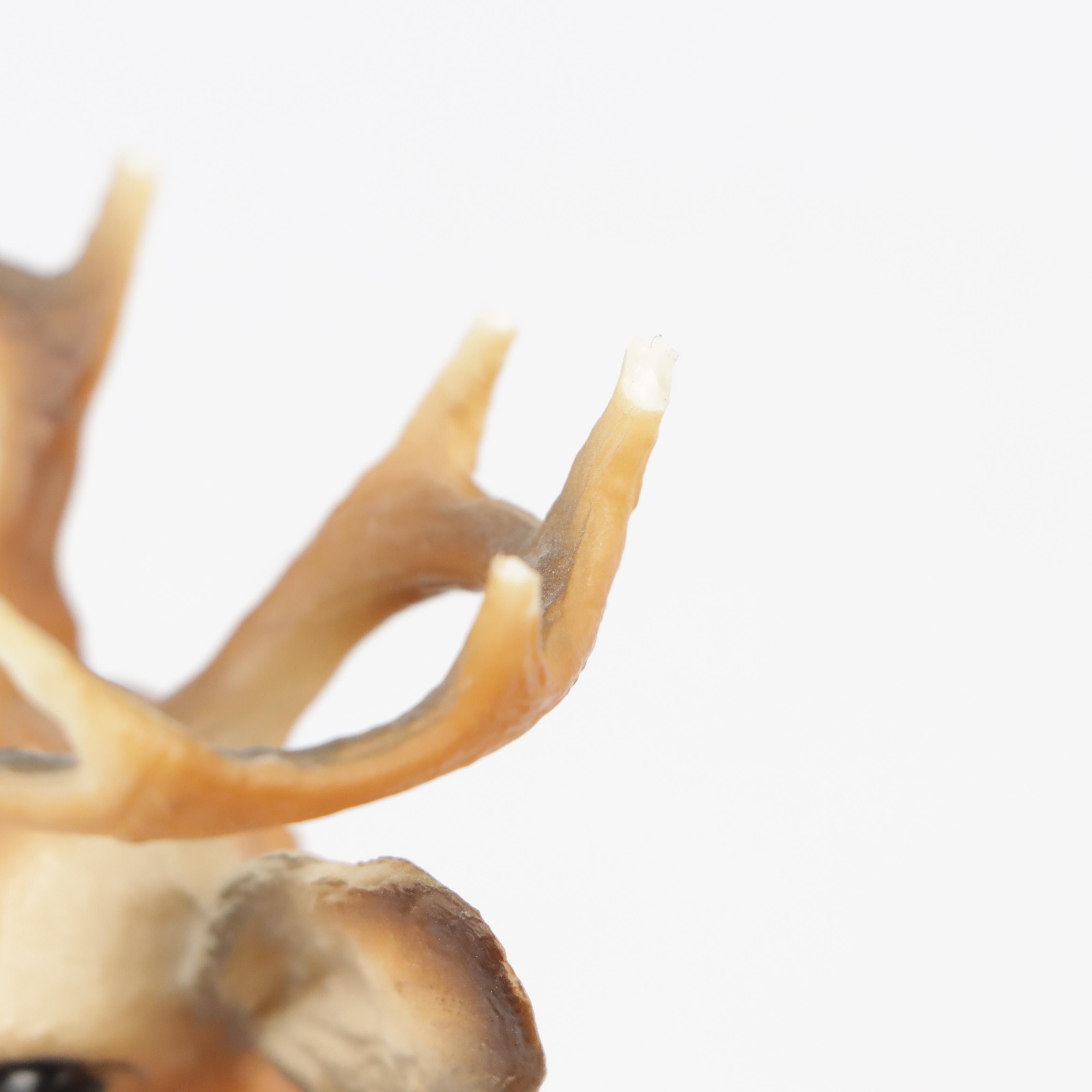 Signed Dryden Pottery Deer Mug, Rosemeade Wolf Salt and Pepper Shakers, and More