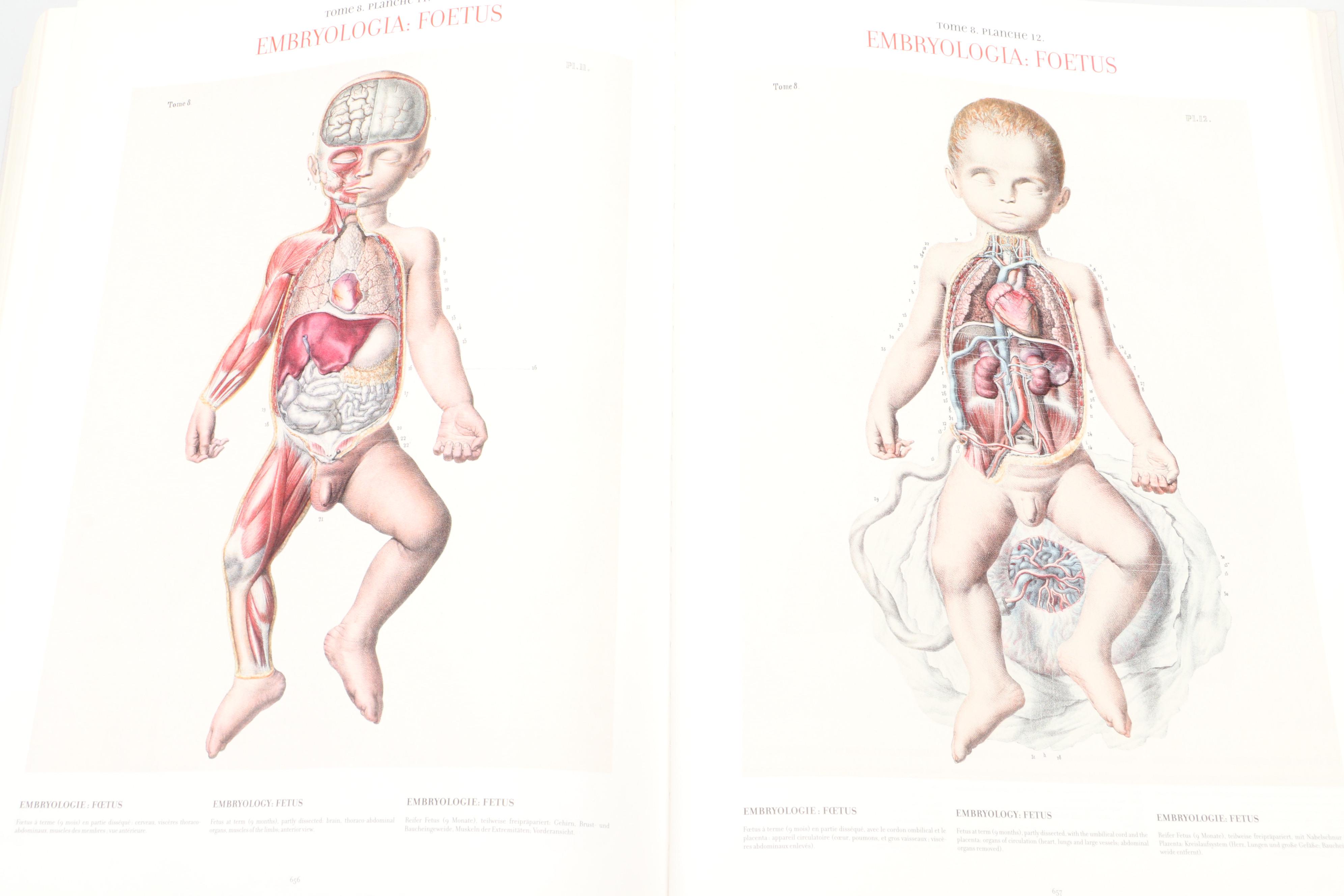 "Atlas of Human Anatomy and Surgery" by J. M. Bourgery and N. H. Jacob, 2005
