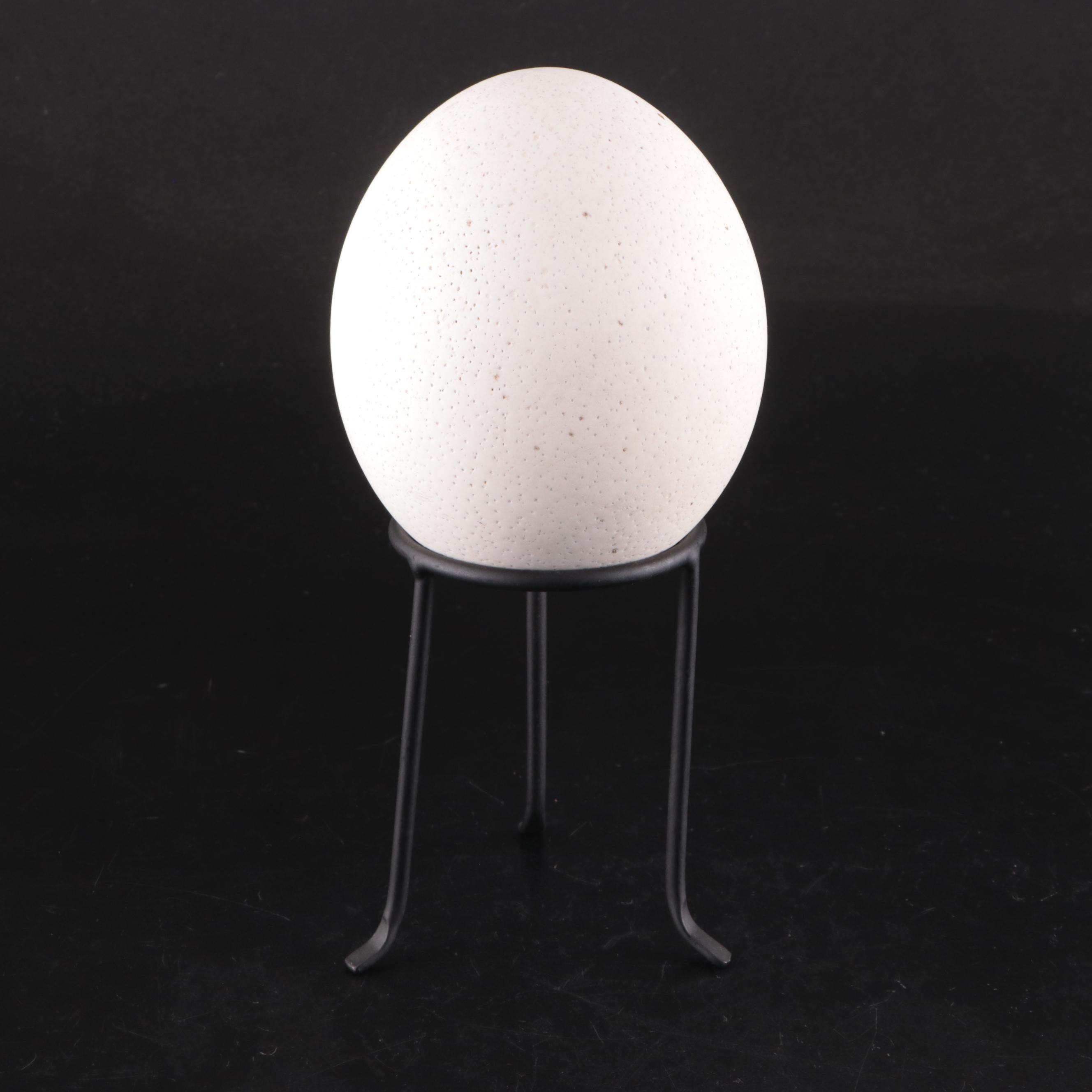 Ostrich Egg With Black Metal Stand