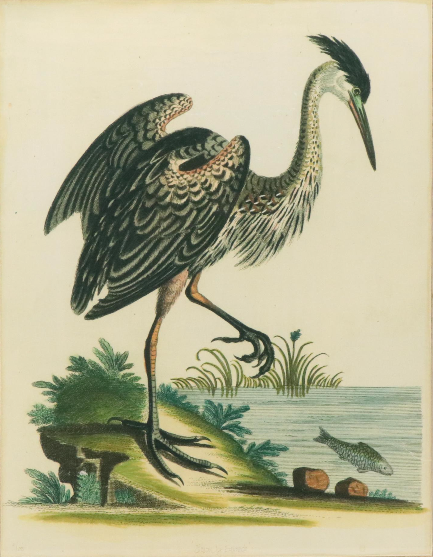 Trowbridge Museum Giclee Print Reproduction Engraving "Heron by Edwards"