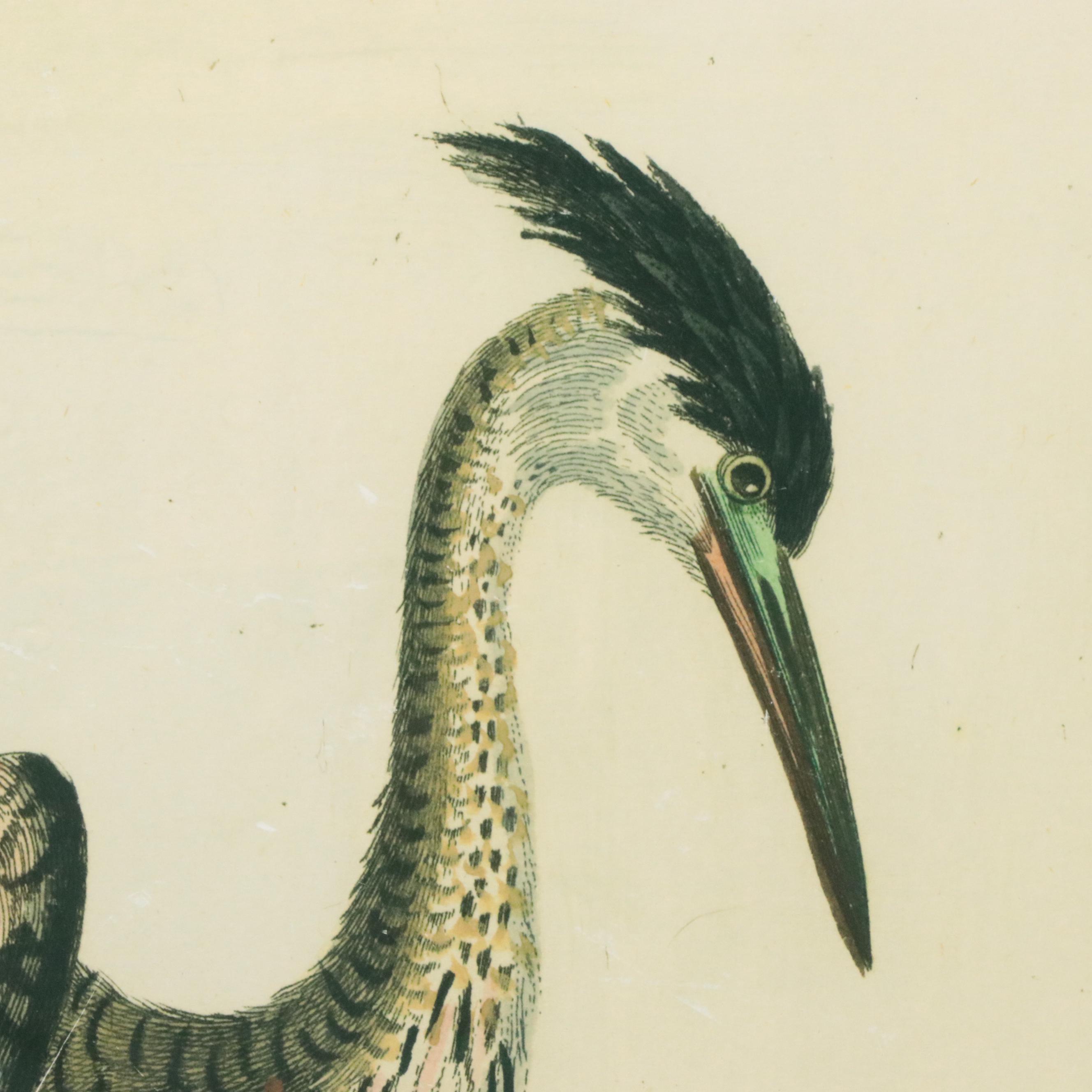 Trowbridge Museum Giclee Print Reproduction Engraving "Heron by Edwards"