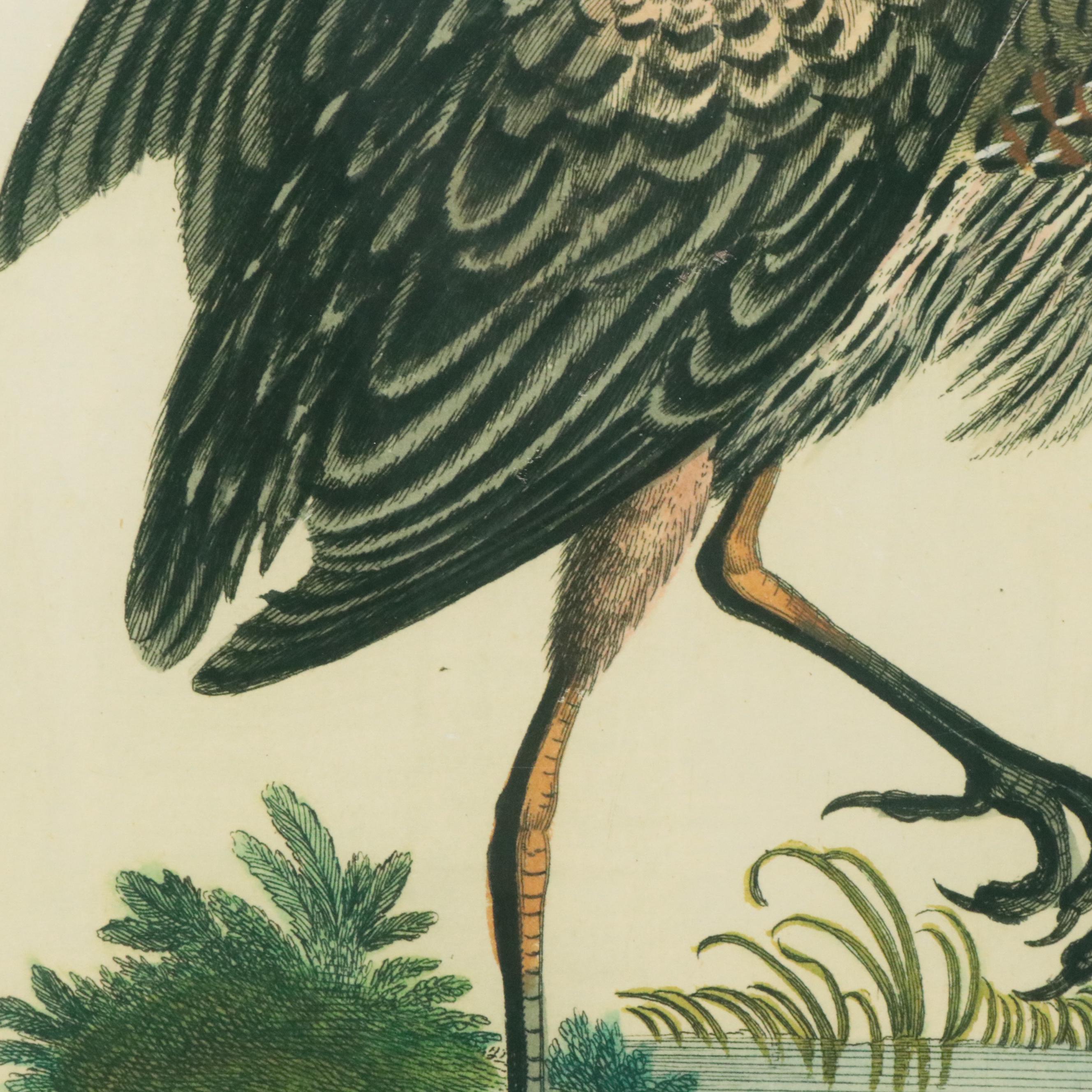 Trowbridge Museum Giclee Print Reproduction Engraving "Heron by Edwards"