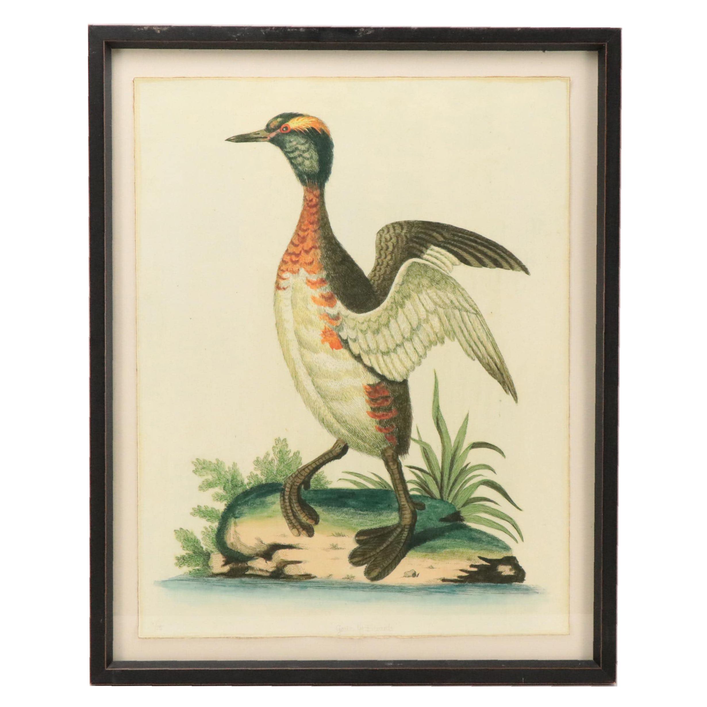 Trowbridge Museum Giclee Print Reproduction Engraving "Grebe by Edwards"