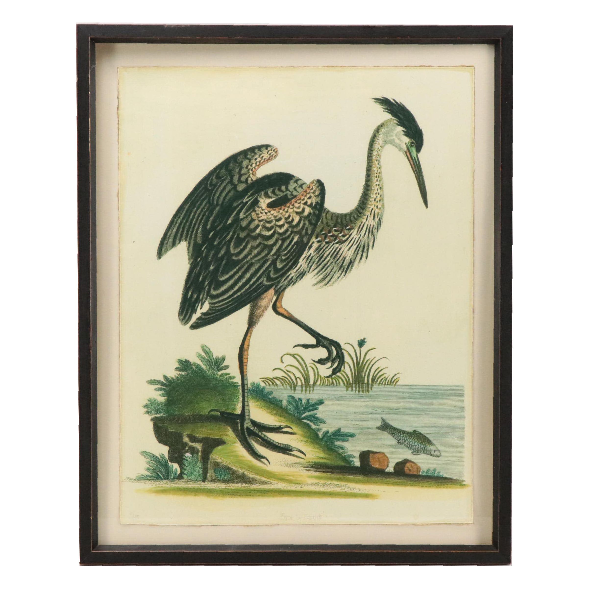 Trowbridge Museum Giclee Print Reproduction Engraving "Heron by Edwards"