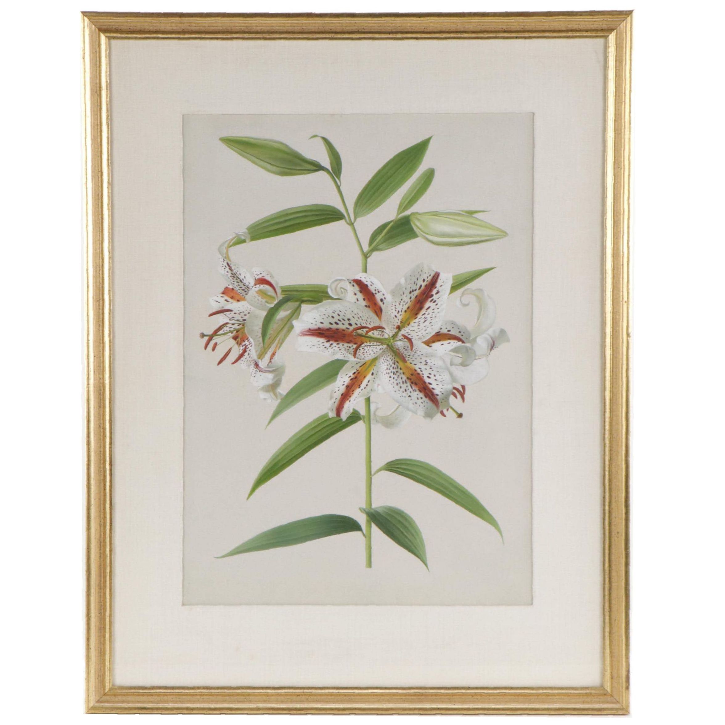Gouache Painting of an Oriental Lily