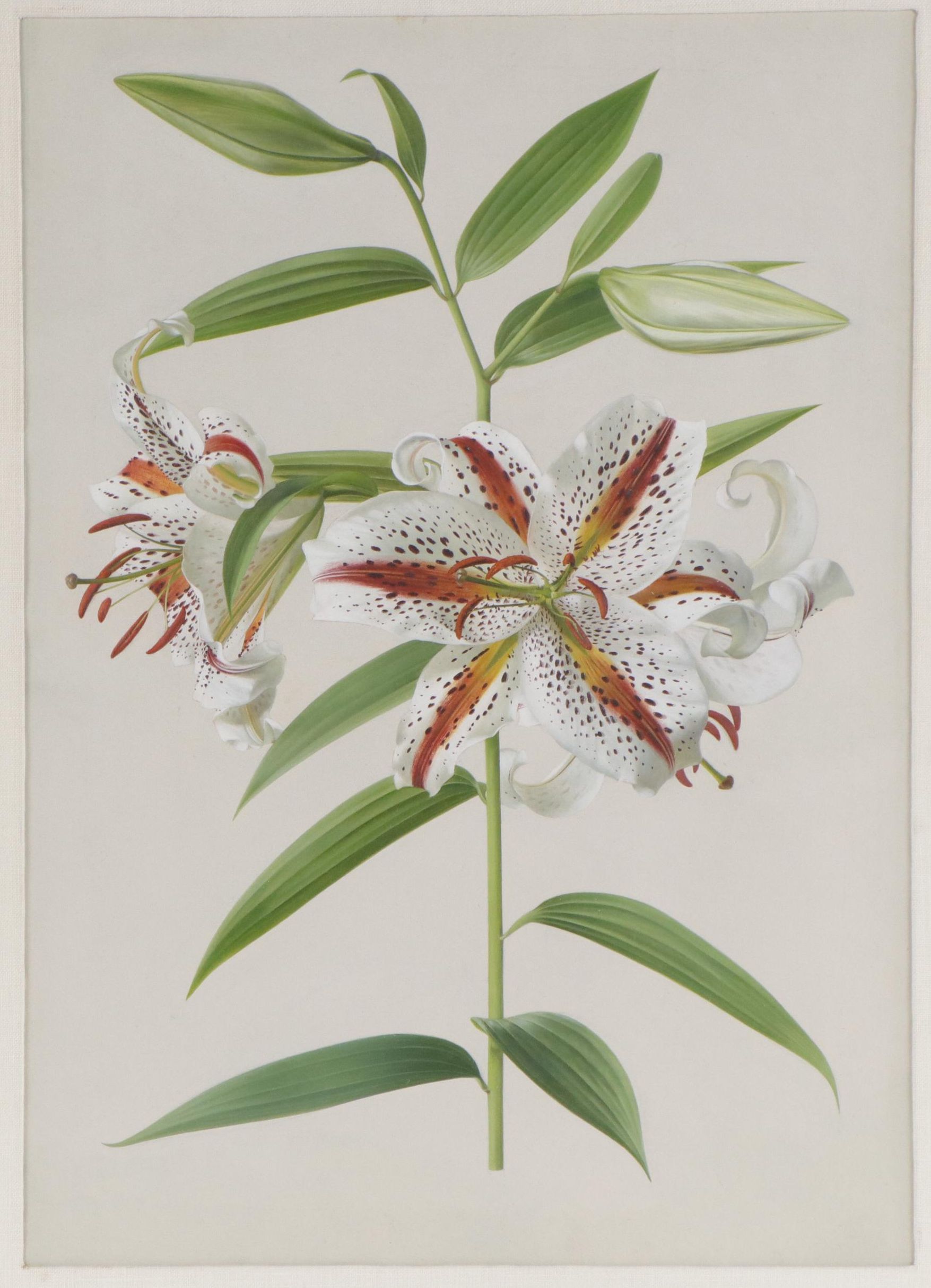 Gouache Painting of an Oriental Lily
