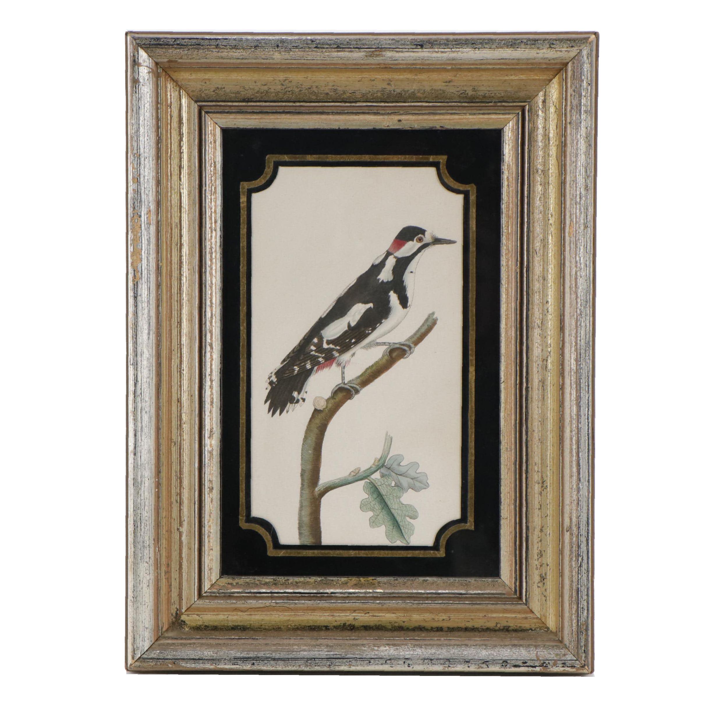"Greater Spotted Woodpecker" Hand-Colored Engraving, G. Shaw and F. Nodder, 1794