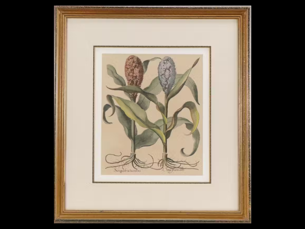 Hand-Colored Botanicals, Books, Prints & More