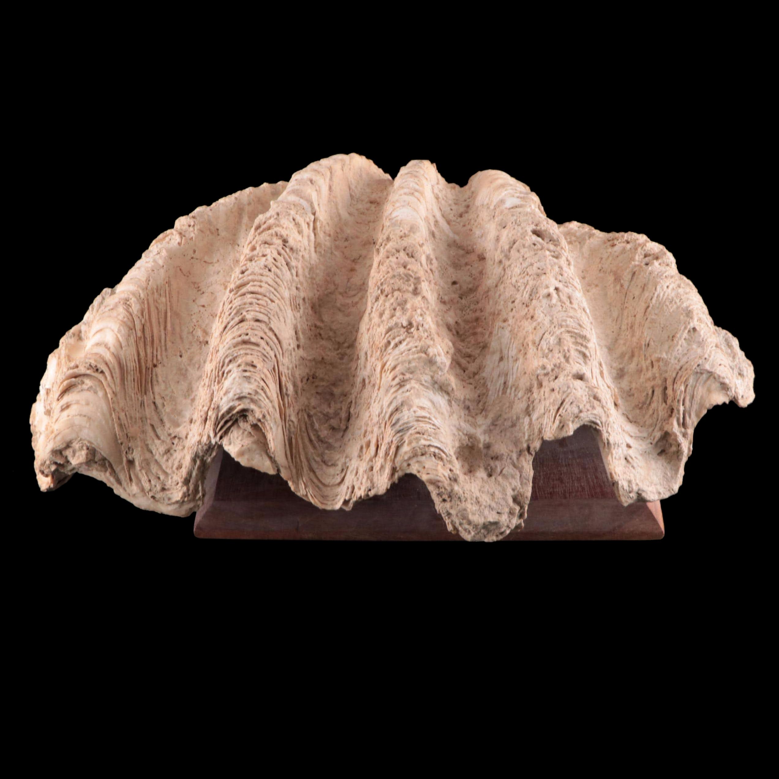 Natural Giant Clam Shell on Wood Base