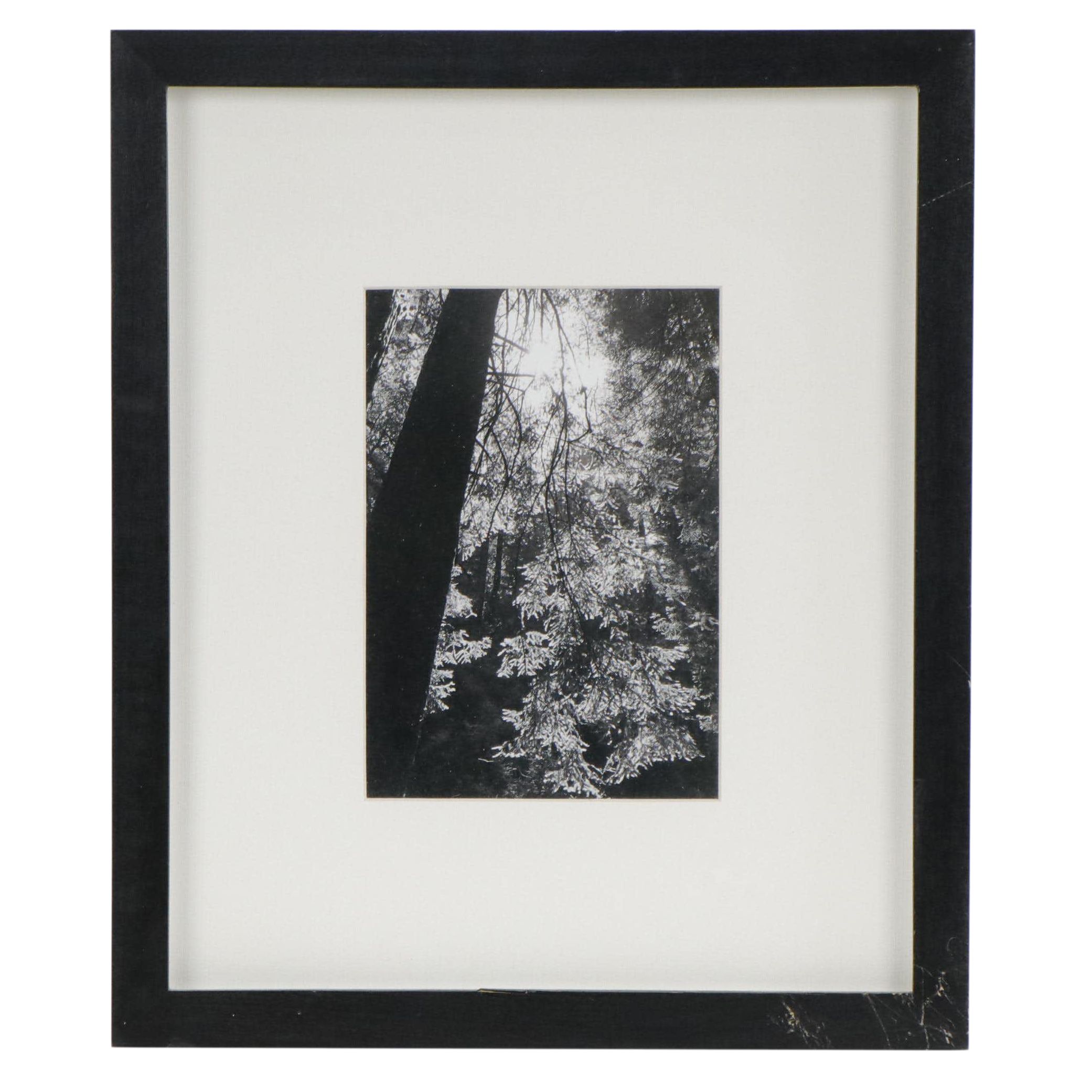 Silver Gelatin Photograph of Tree Canopies