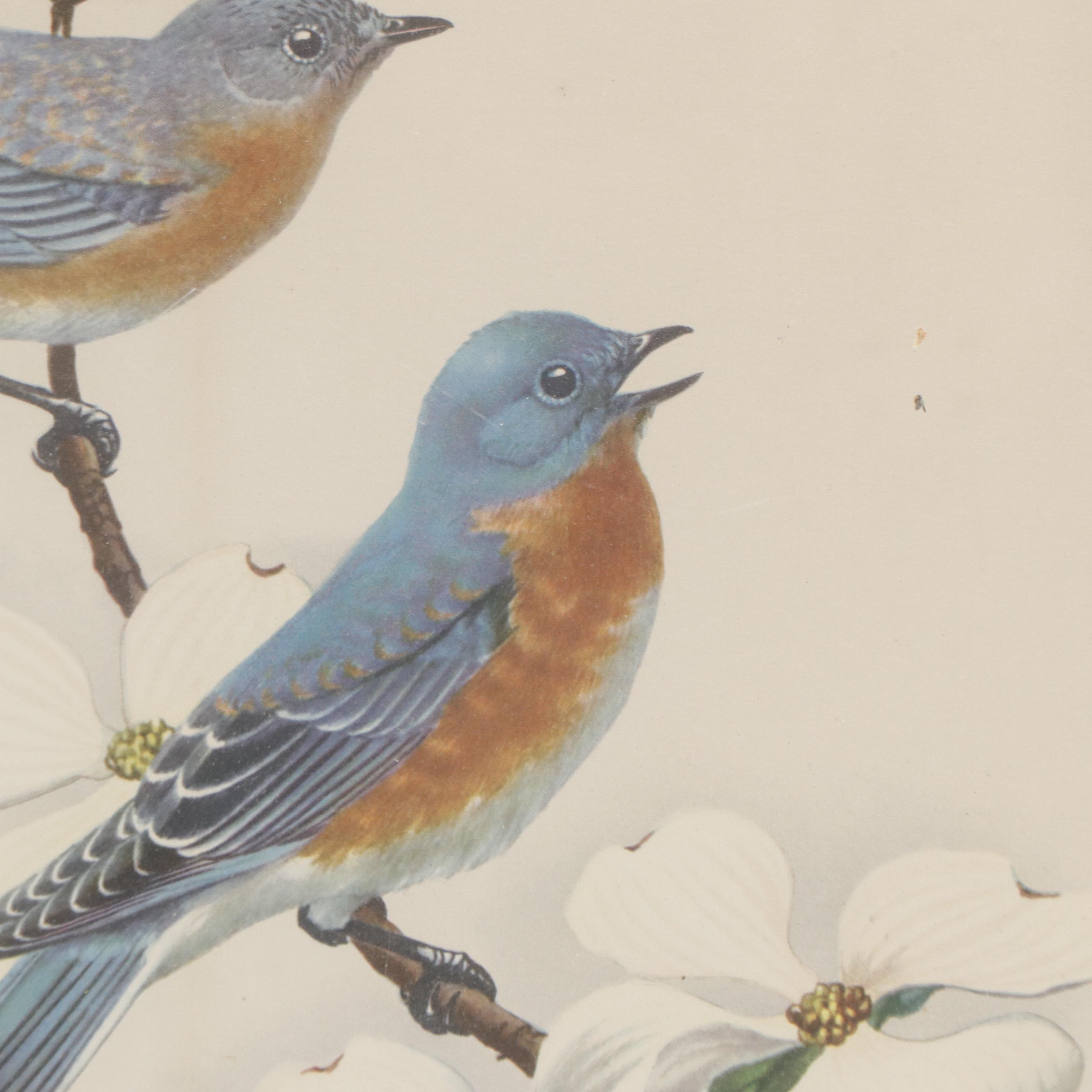 Offset Lithograph After James Gordon Irving "Blue Birds and Dogwood"