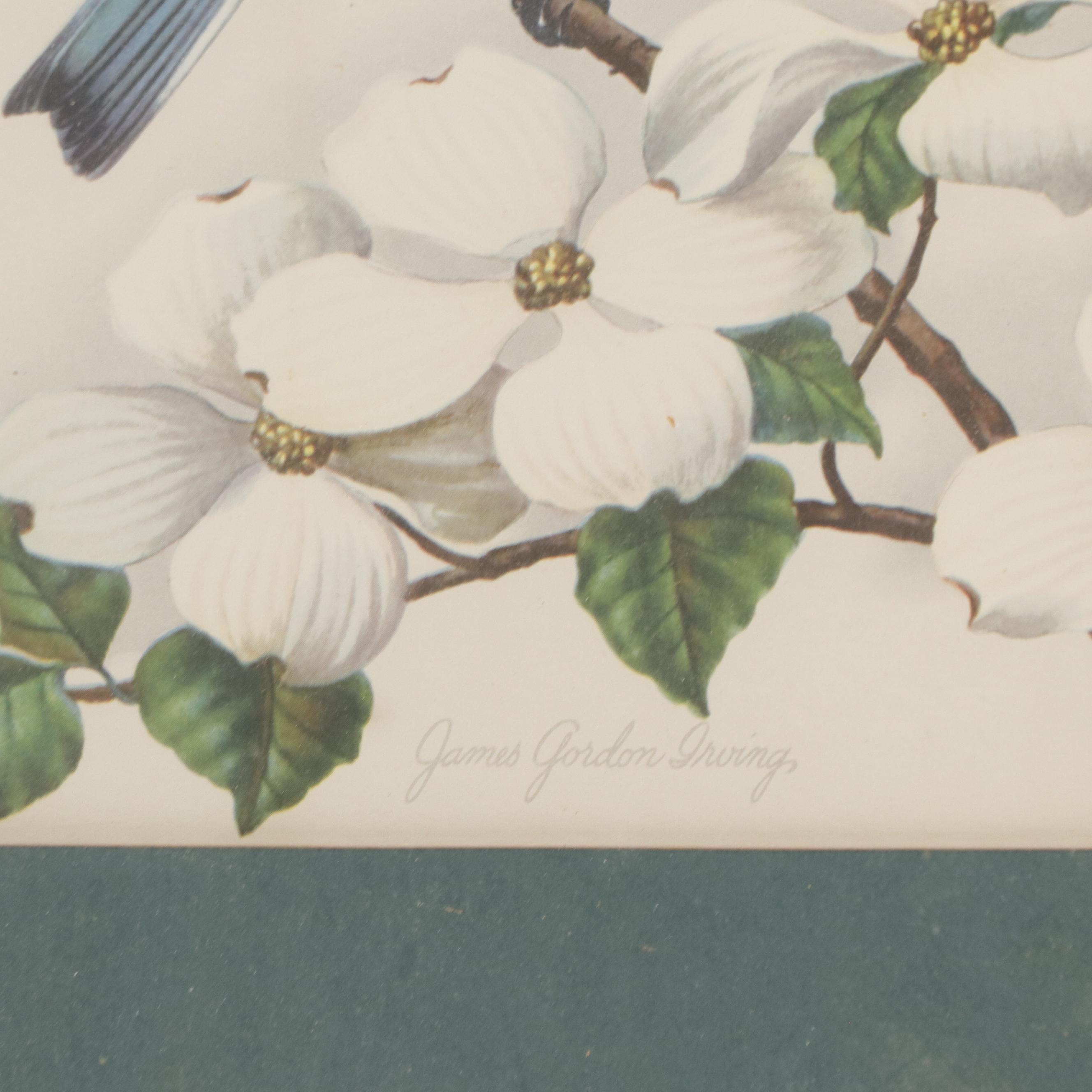 Offset Lithograph After James Gordon Irving "Blue Birds and Dogwood"