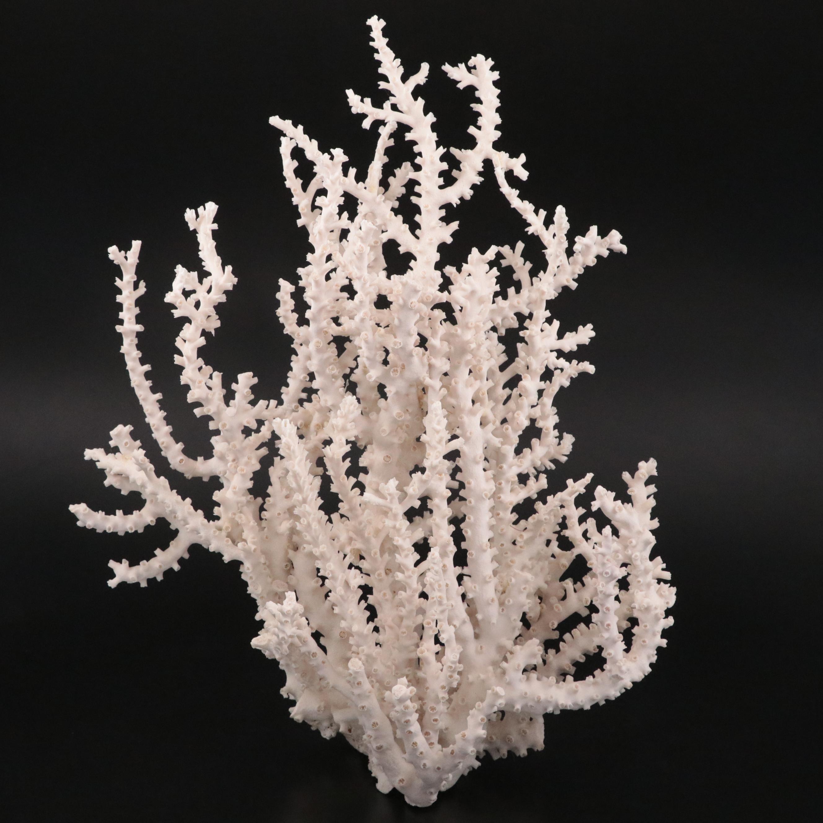 Fossil Scleractinian Octopus Coral Specimen