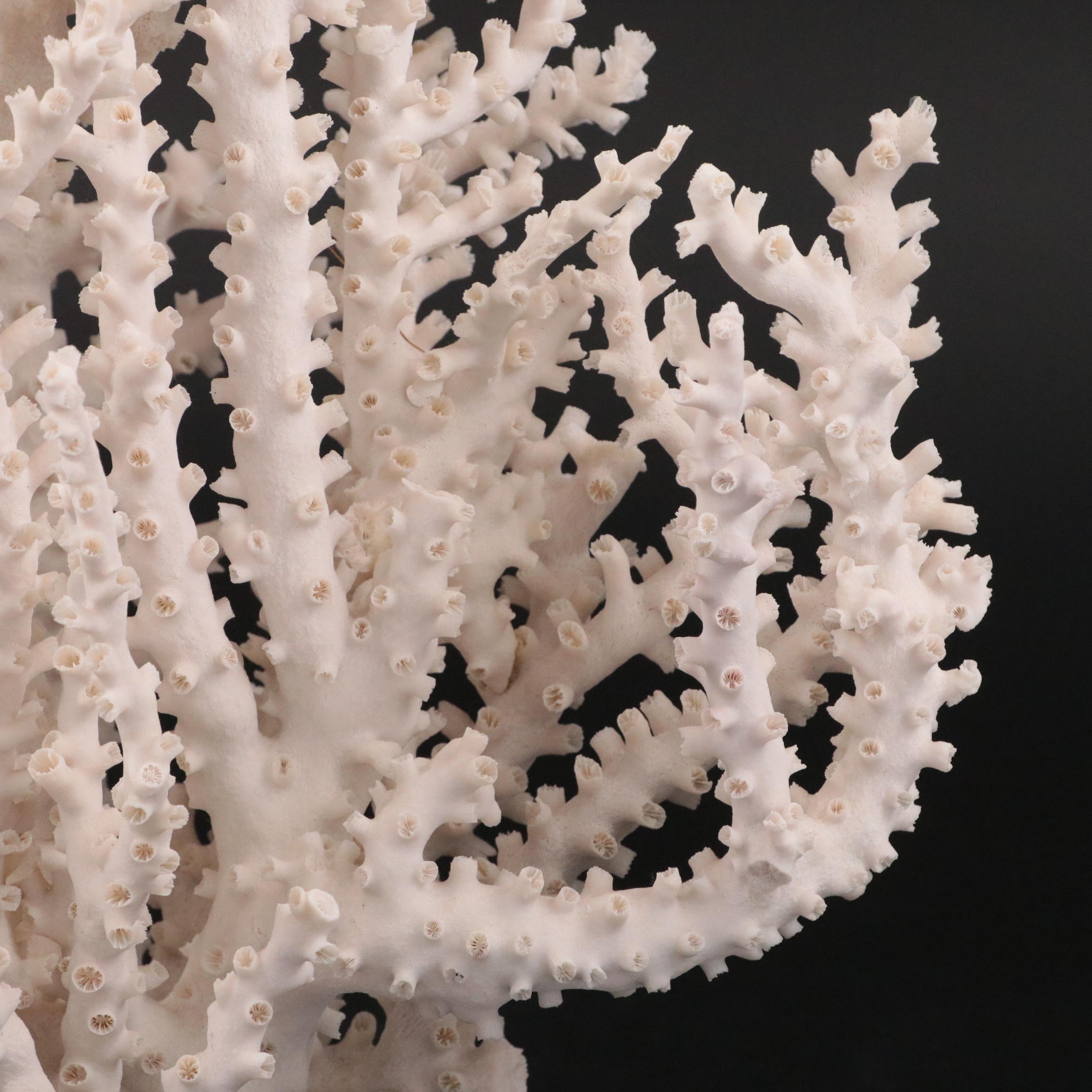 Fossil Scleractinian Octopus Coral Specimen